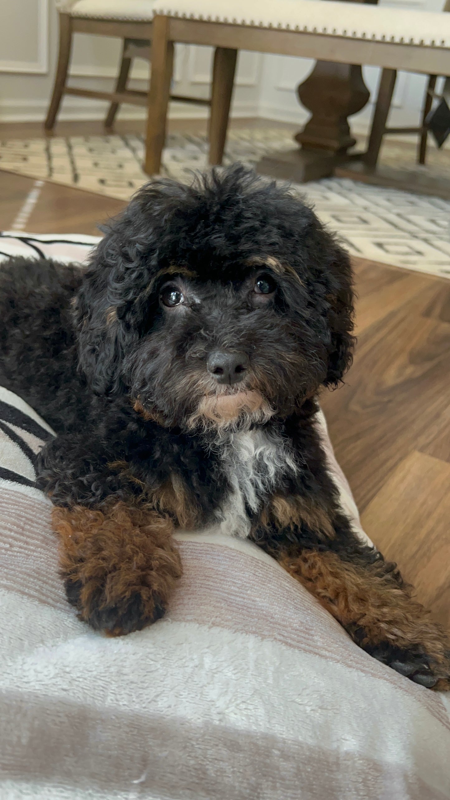 Chico (Havapoo)