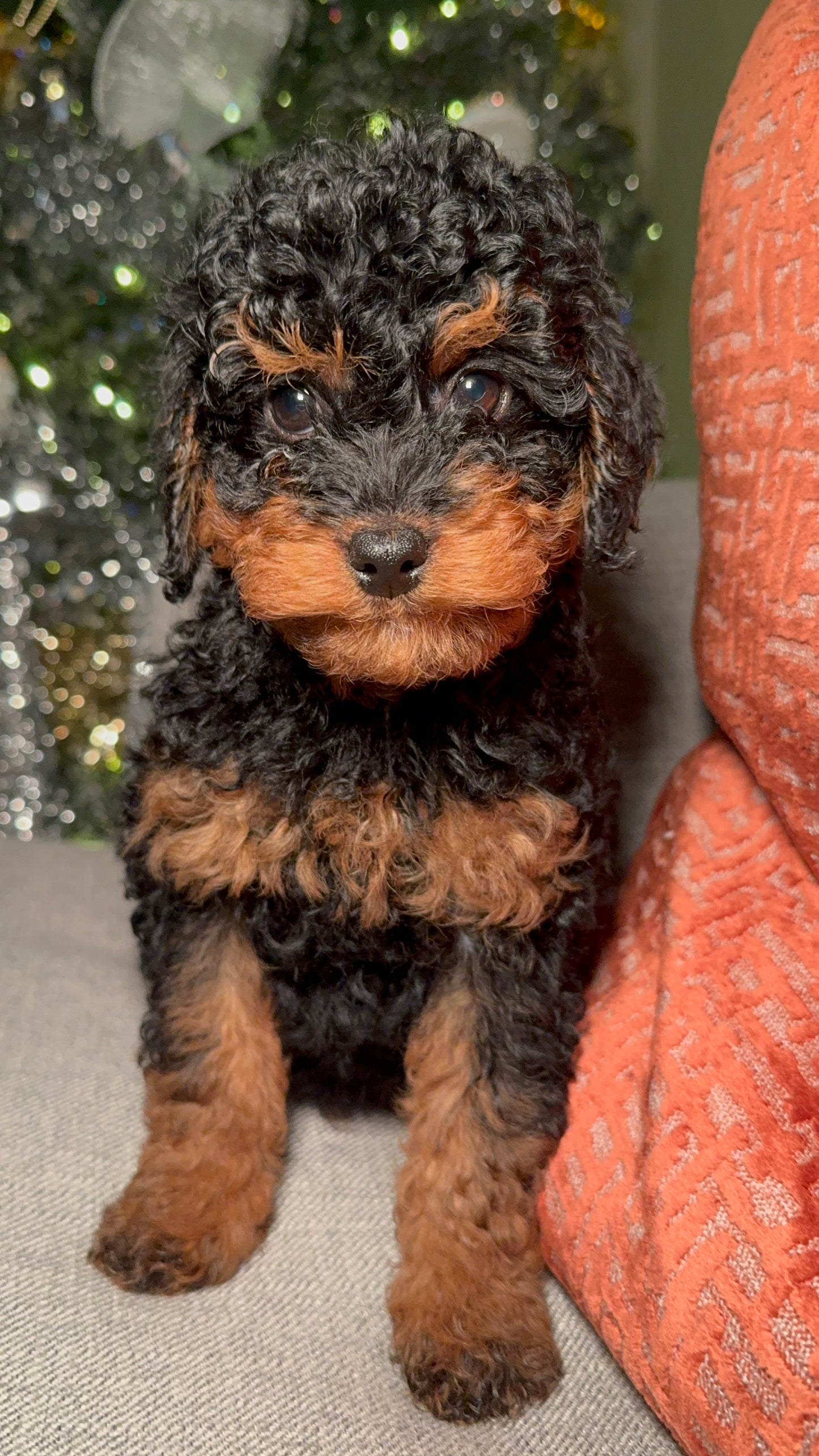 Roddy(Cavapoo)