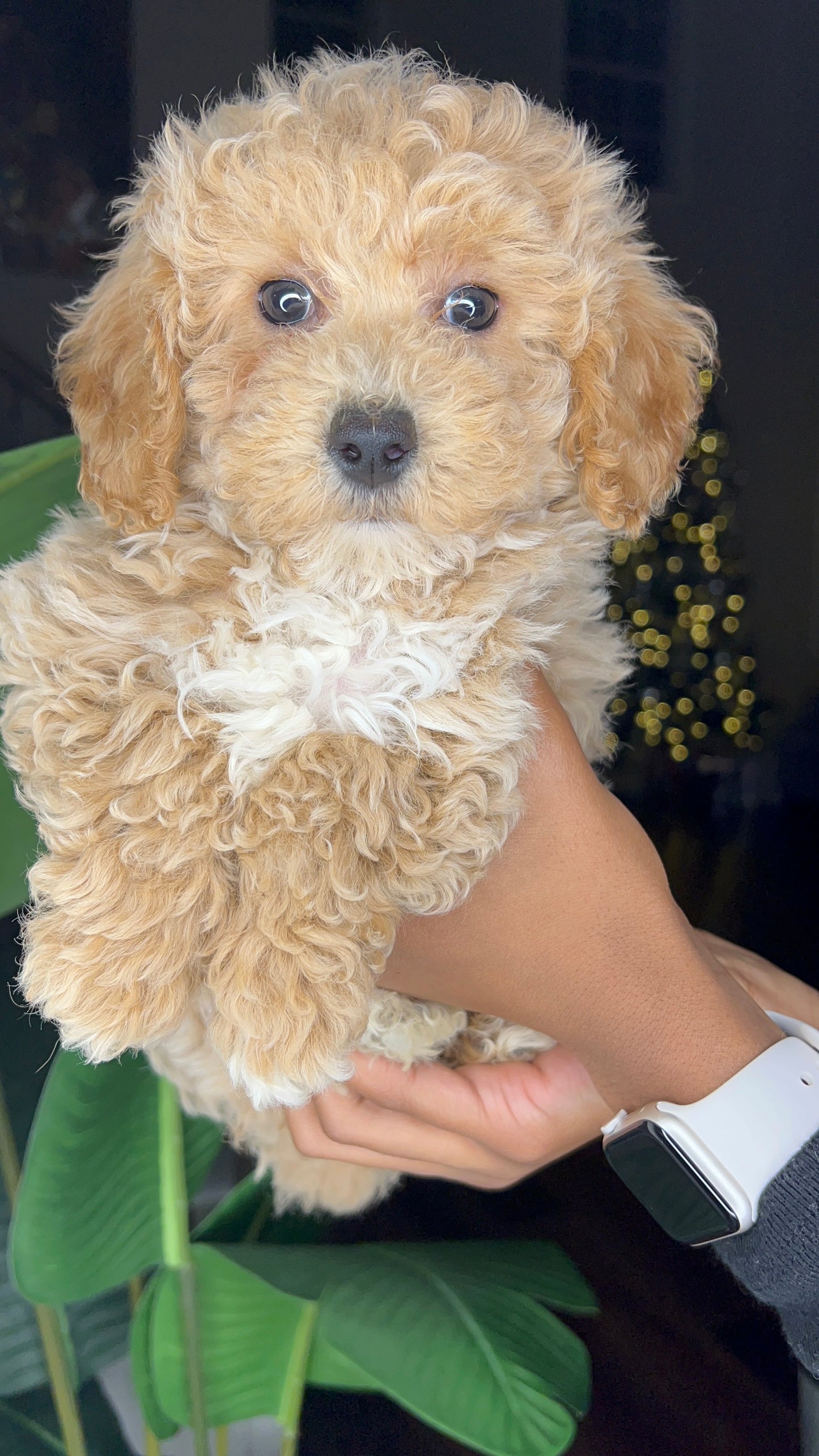 Goldie (Poochon)