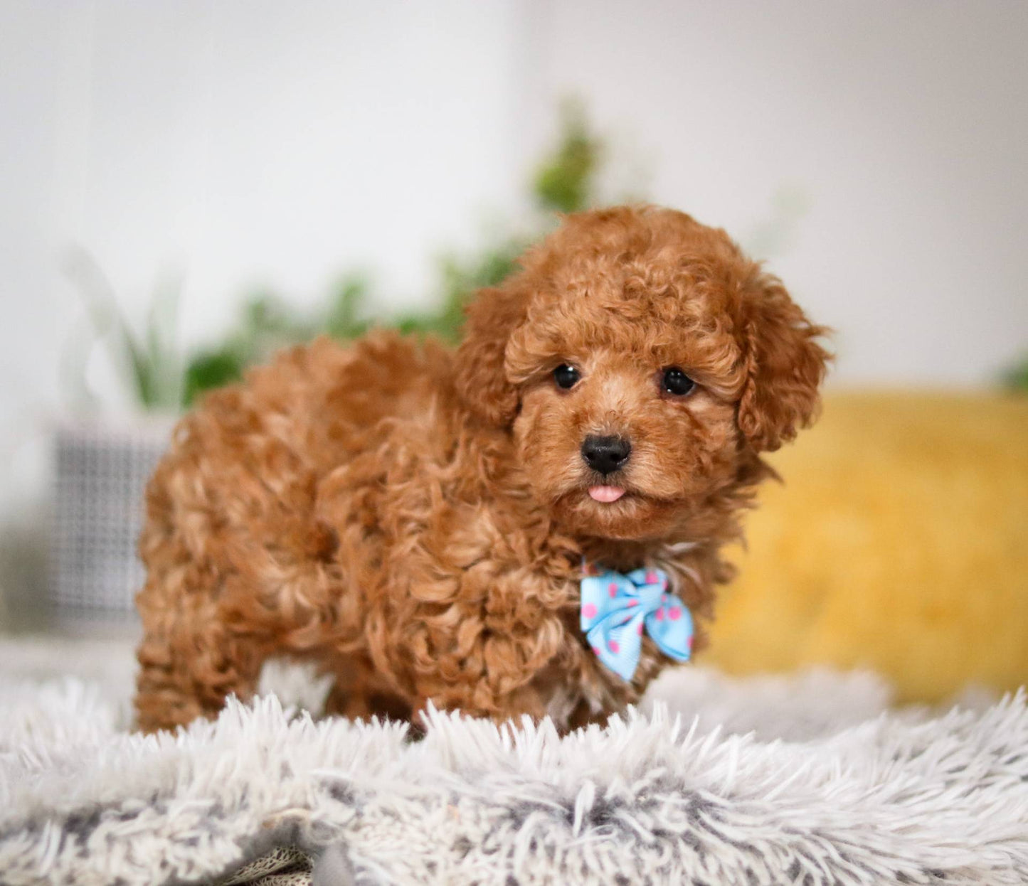 Huey(AKC Registered)