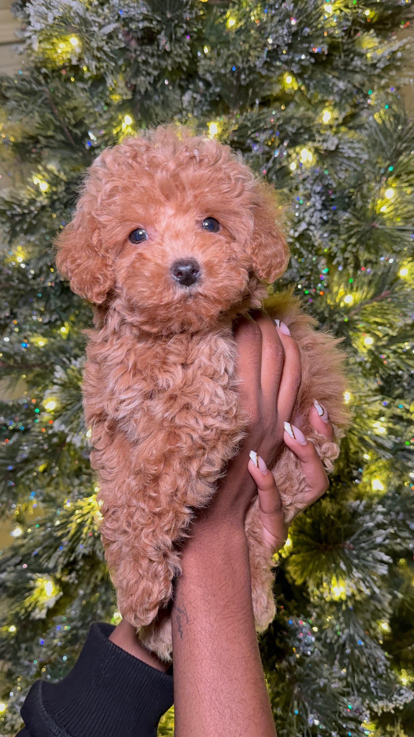 Murphy (Toy Poodle)