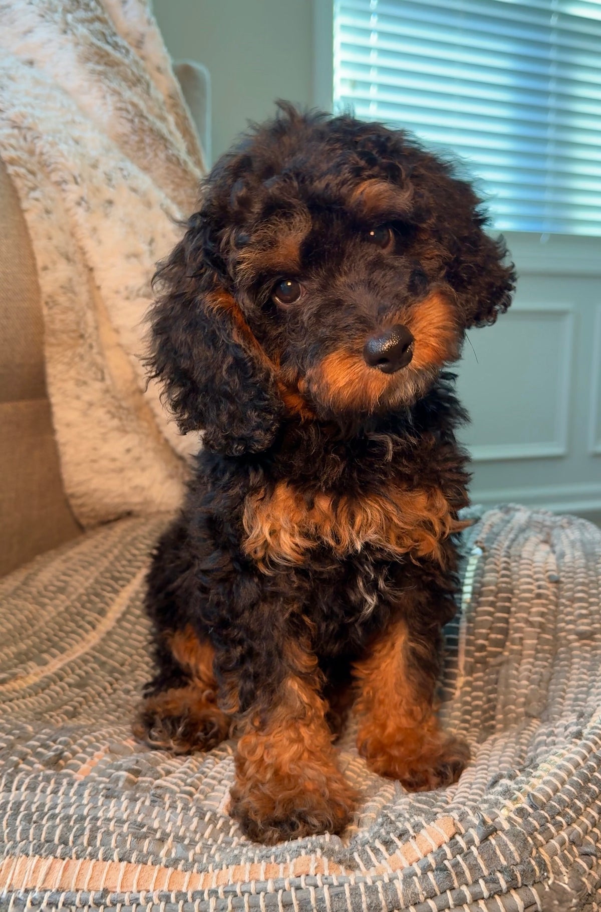 Nino (Male Mini Poodle)