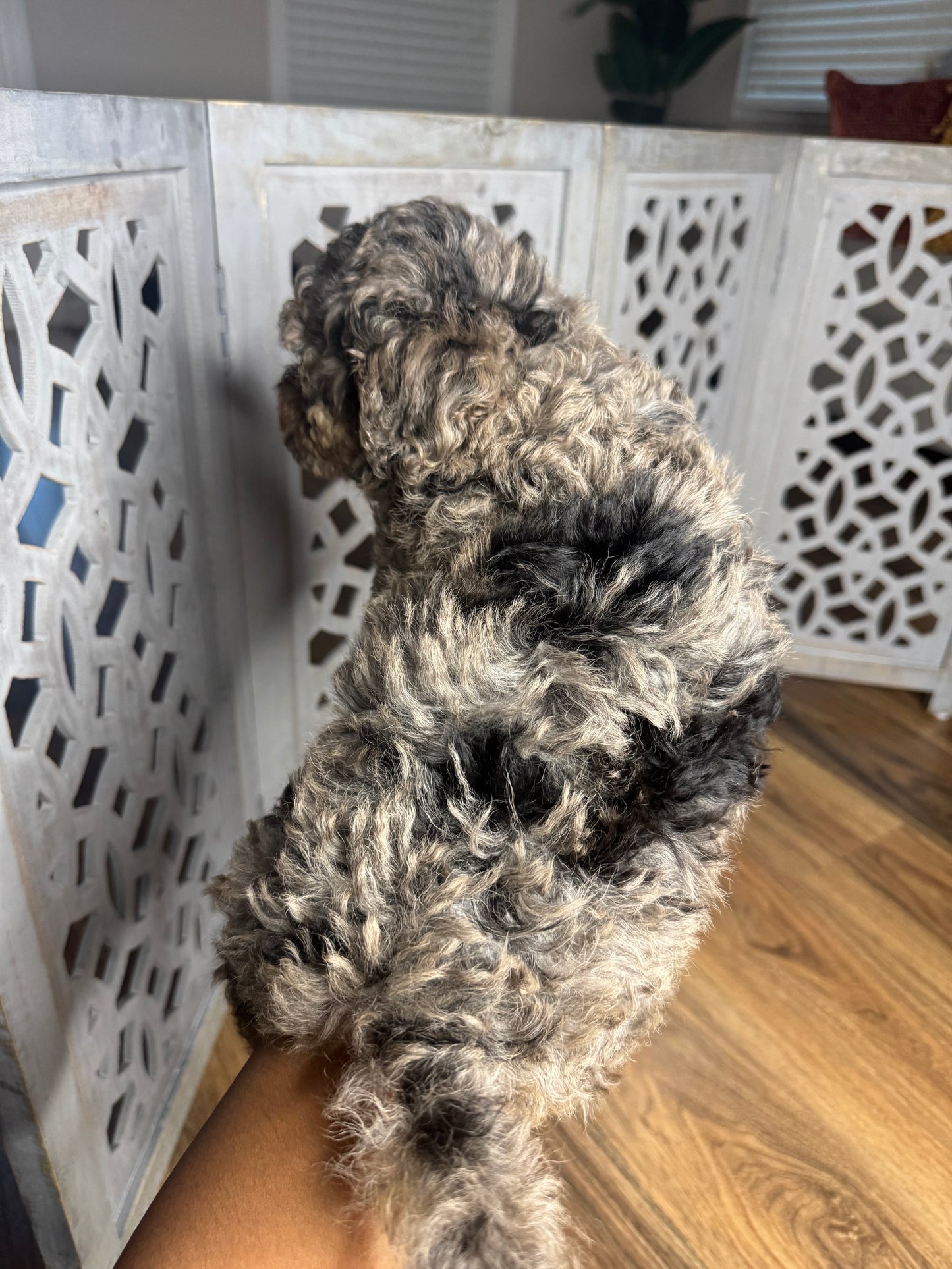 Oreo (Shihpoo)