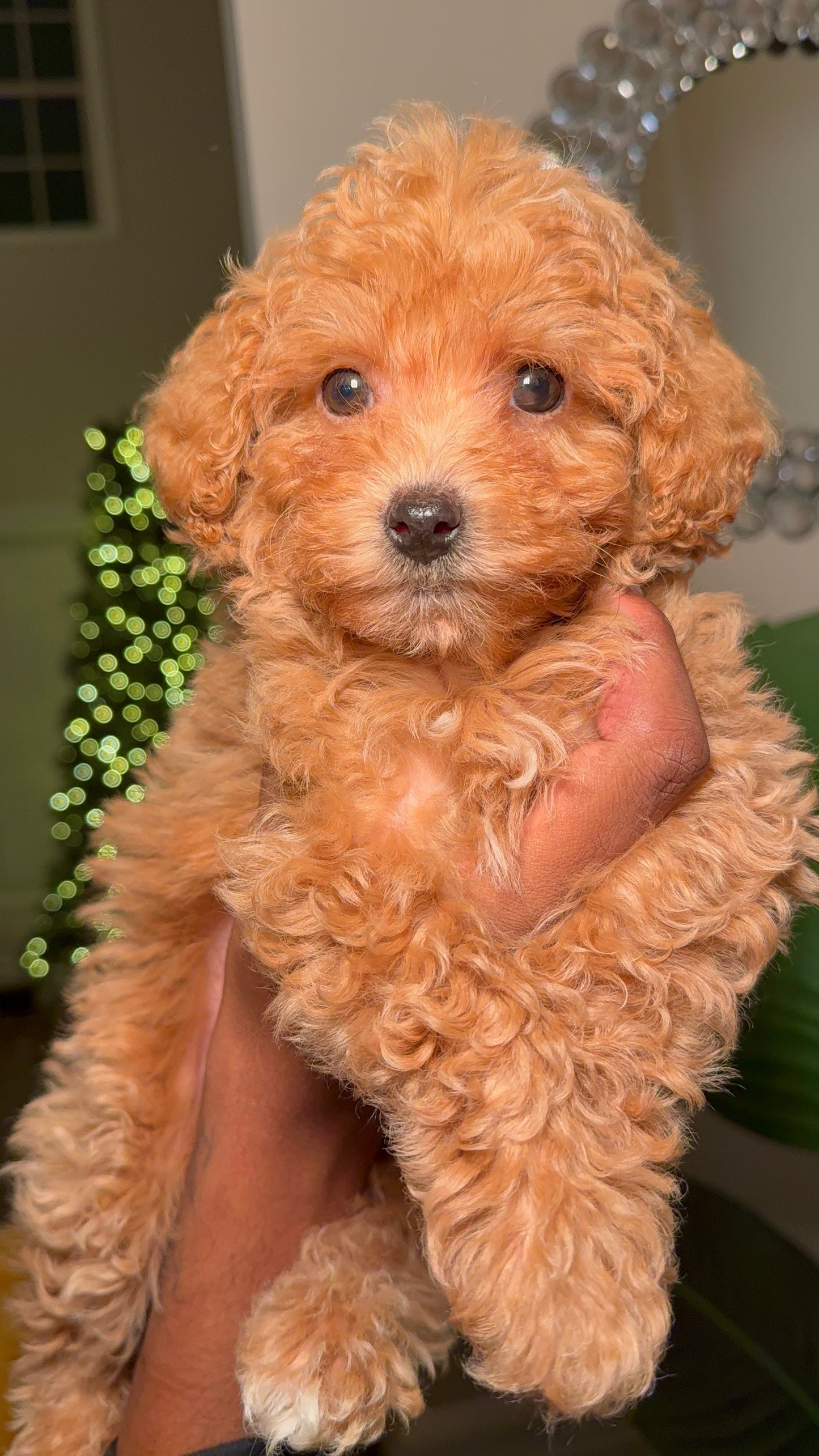 Millie(Toy Poodle)