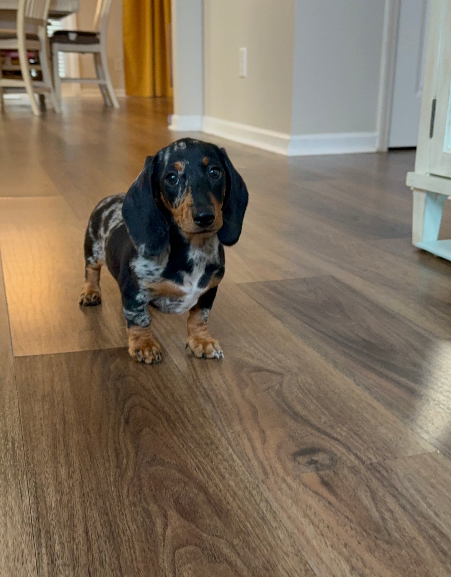 Raine (Mini Dachshund)