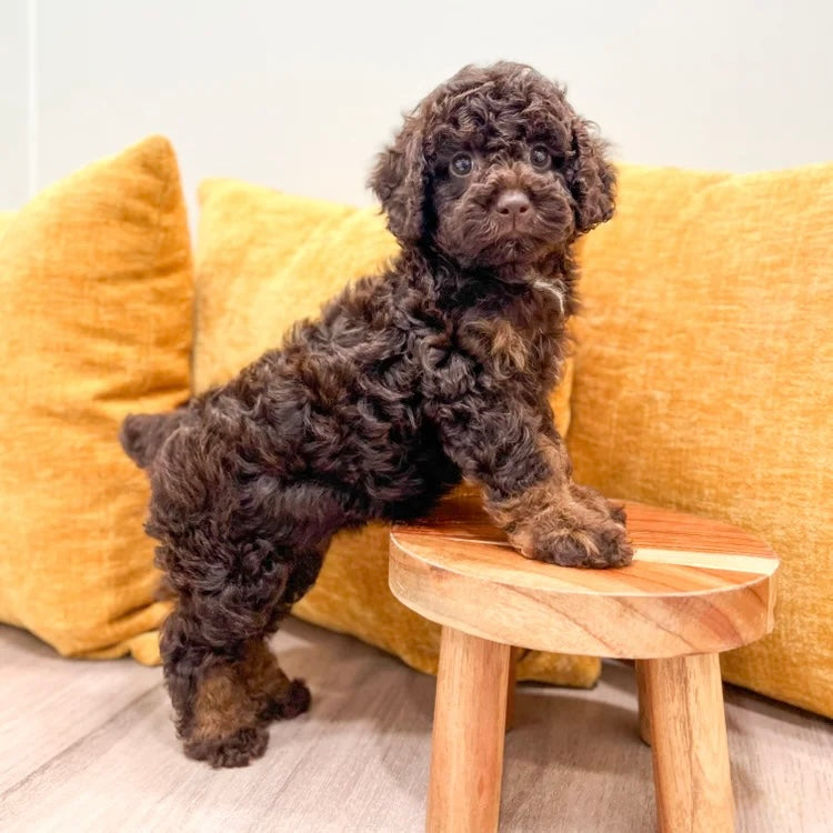 Choice (Female Mini Poodle)