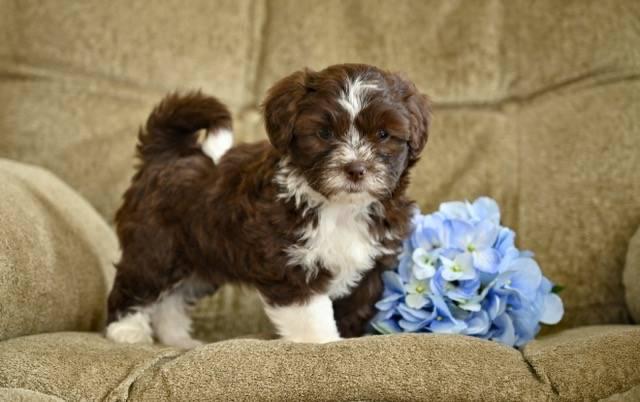 Tobias(Shihpoo)