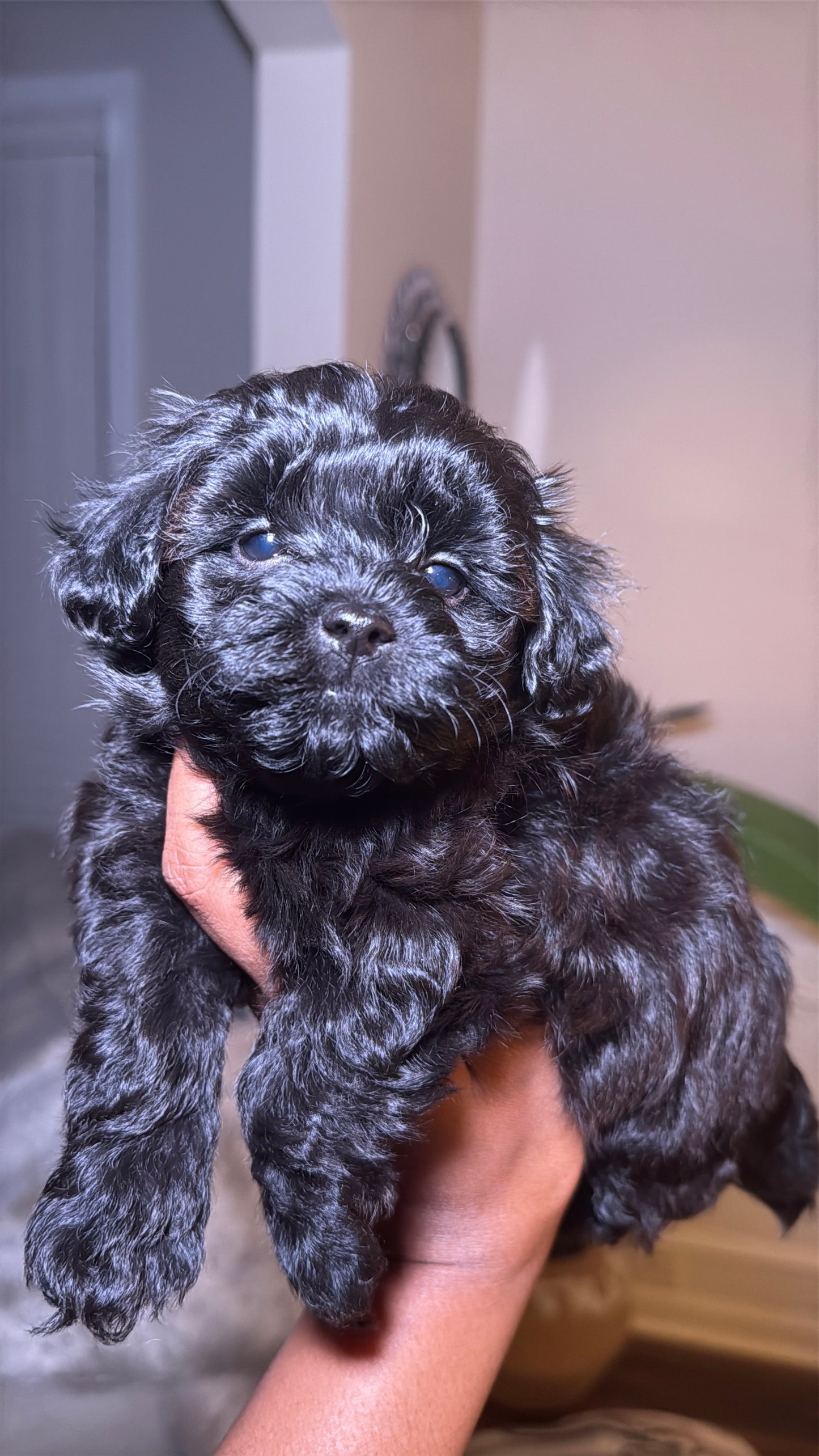 Princess (Yorkiepoo)