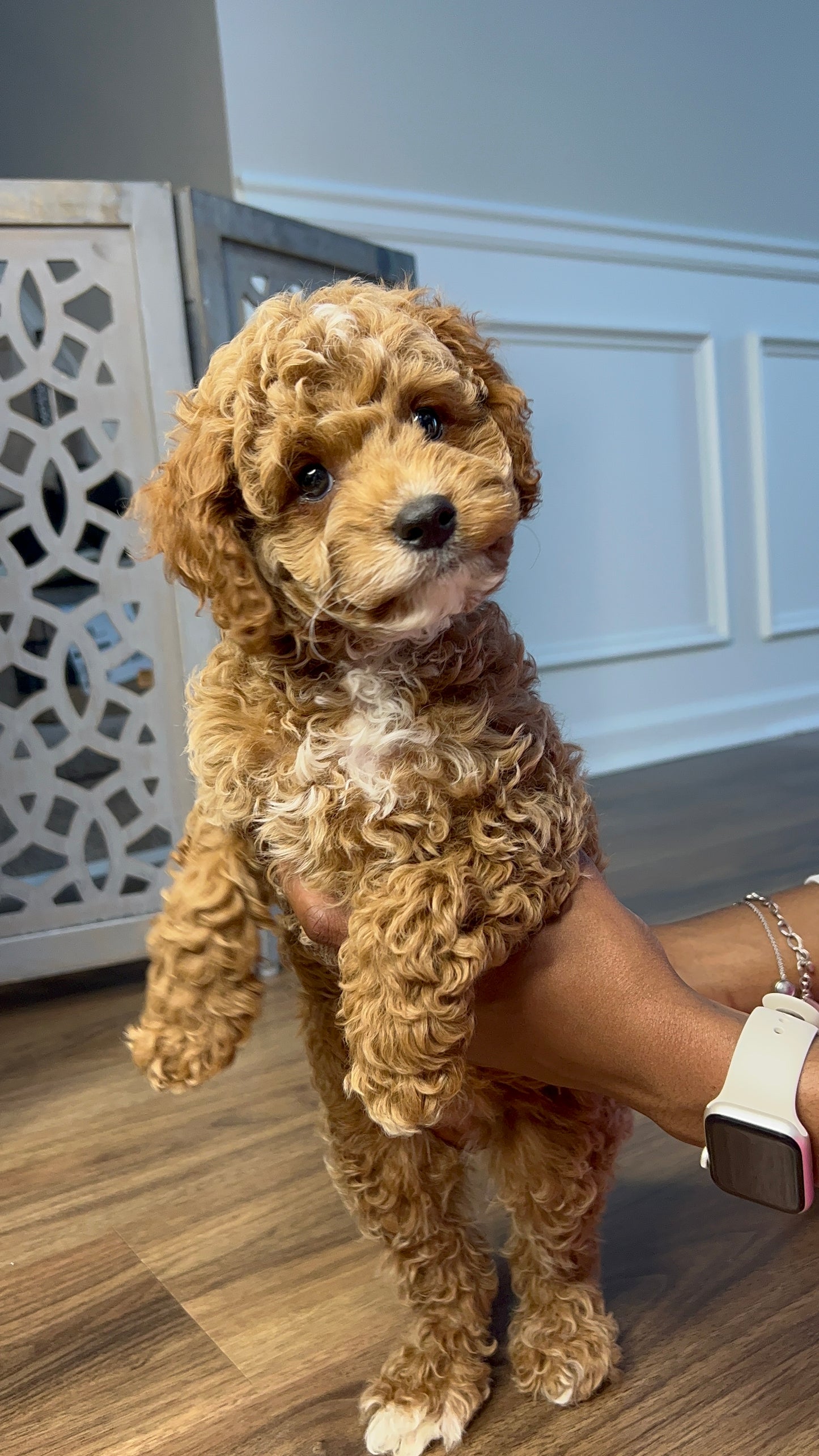 Kai(Cavapoo)