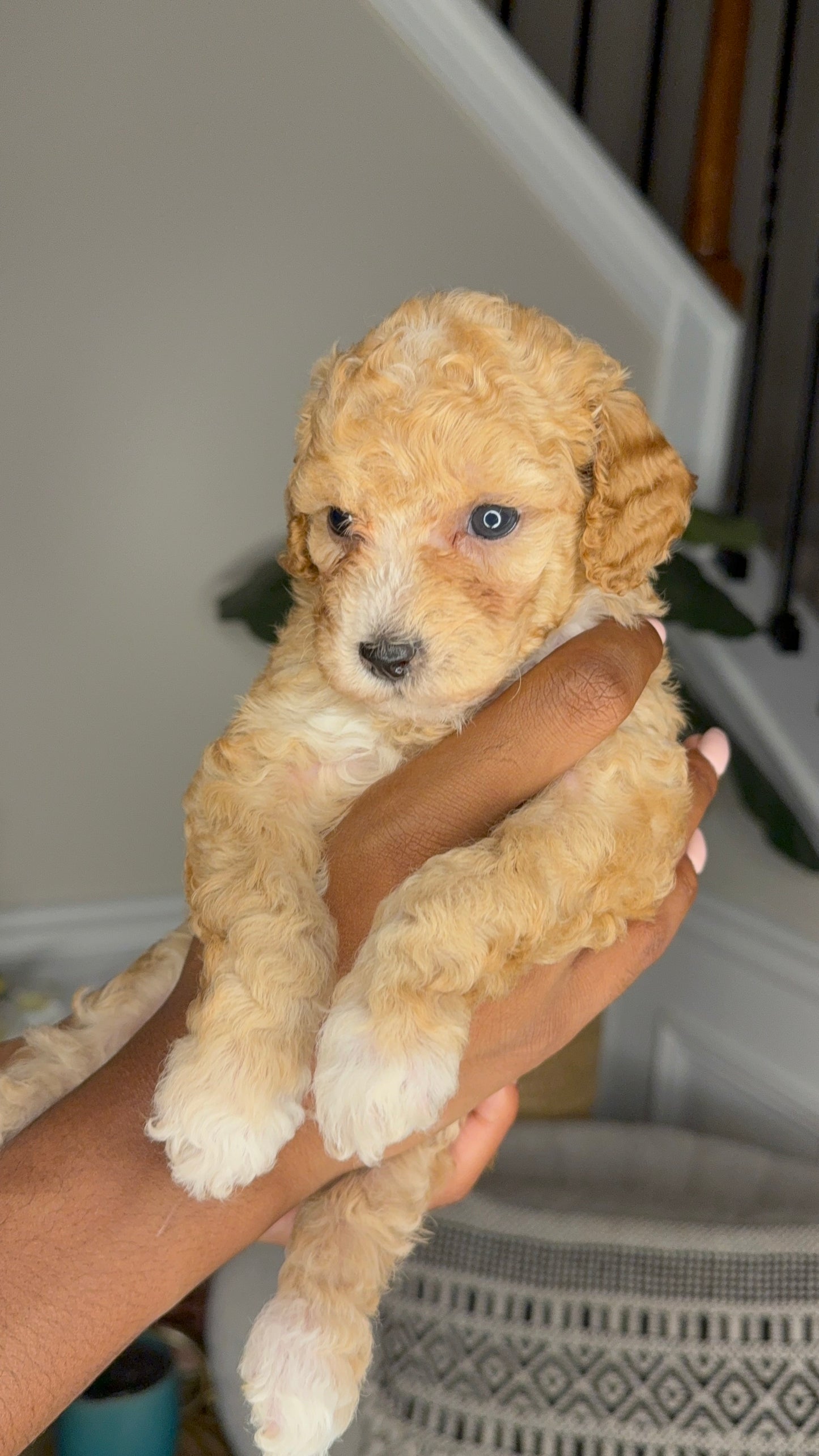 Nina (Cockapoo)
