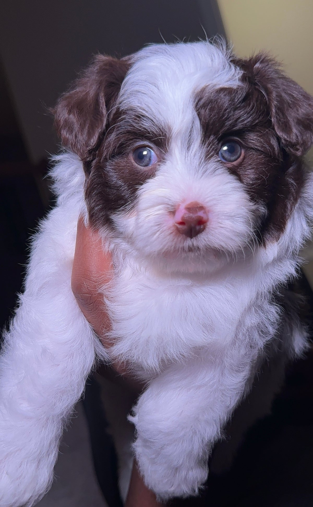 Harlow (Male Yorkie-Poo)