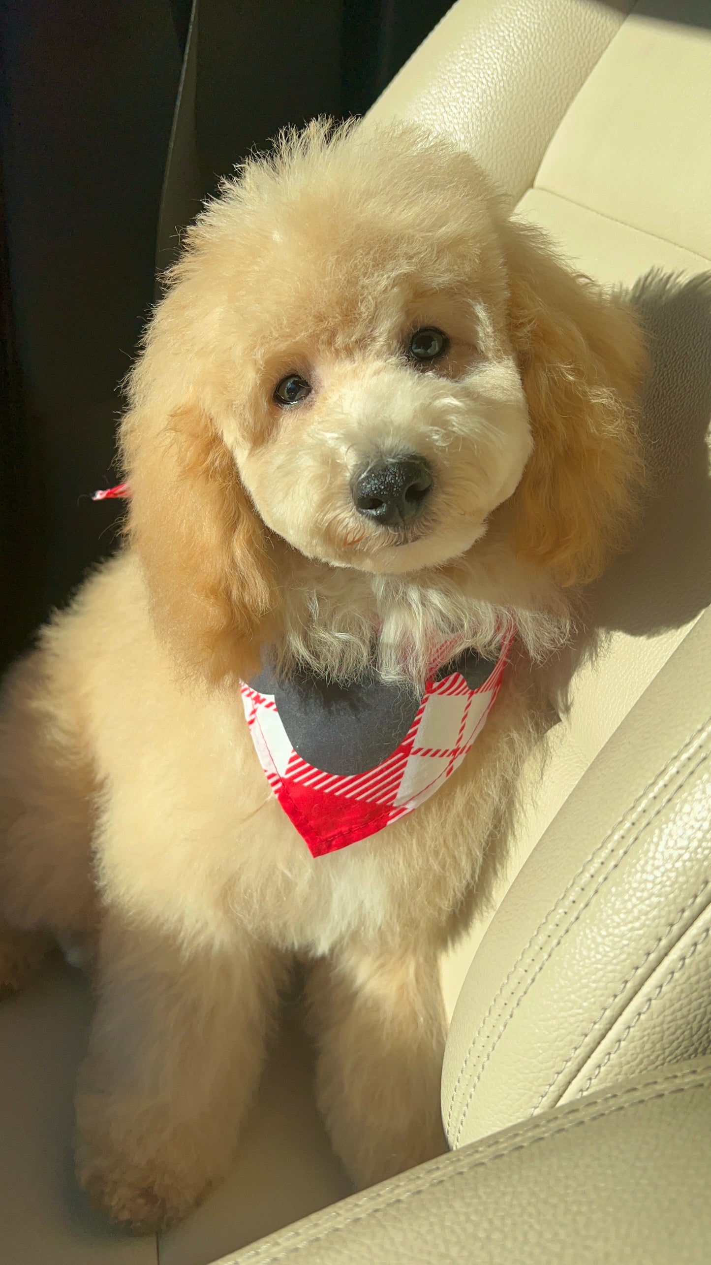 Butter (Poochon)