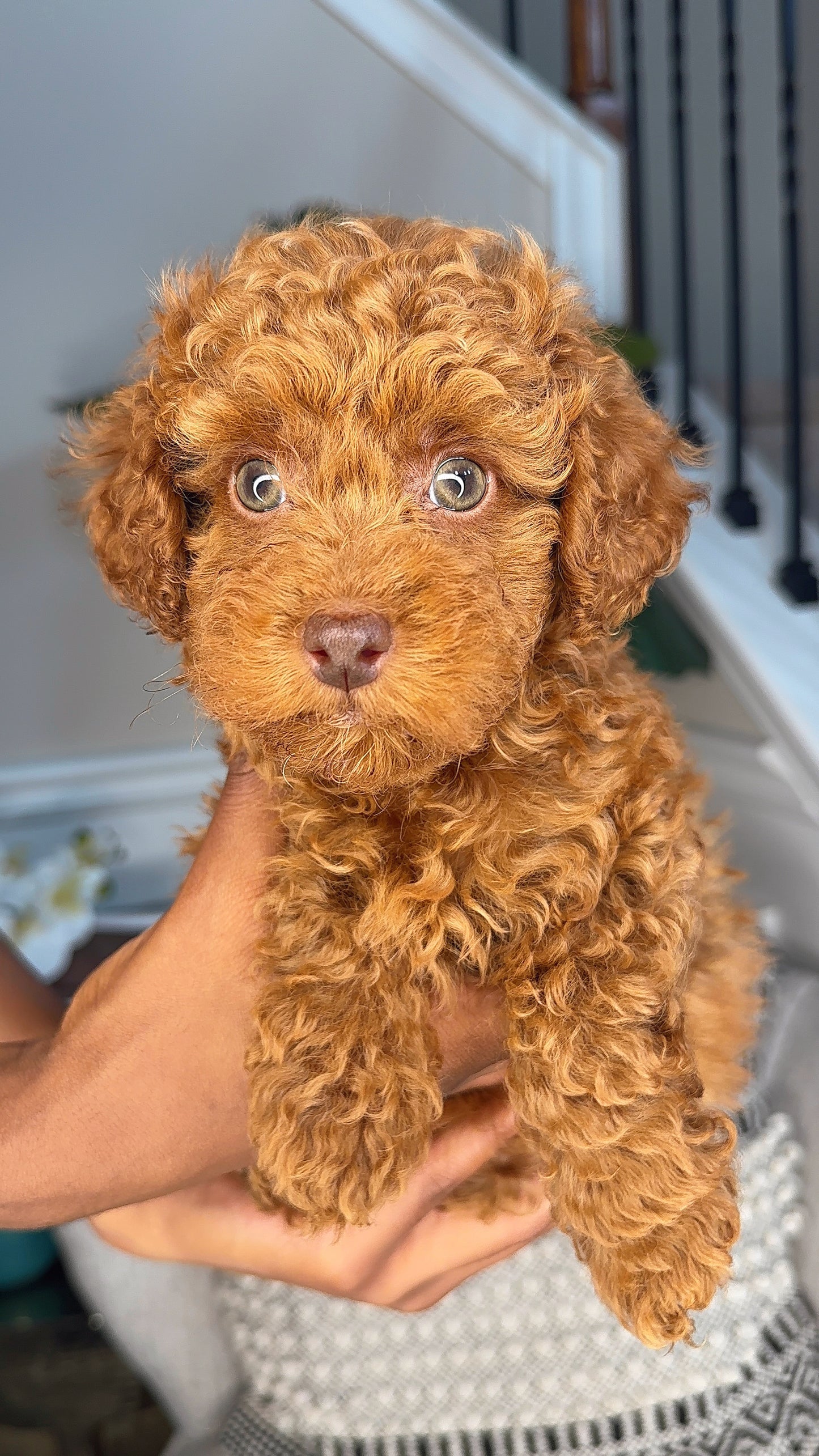 Kolby (Toy Poodle)