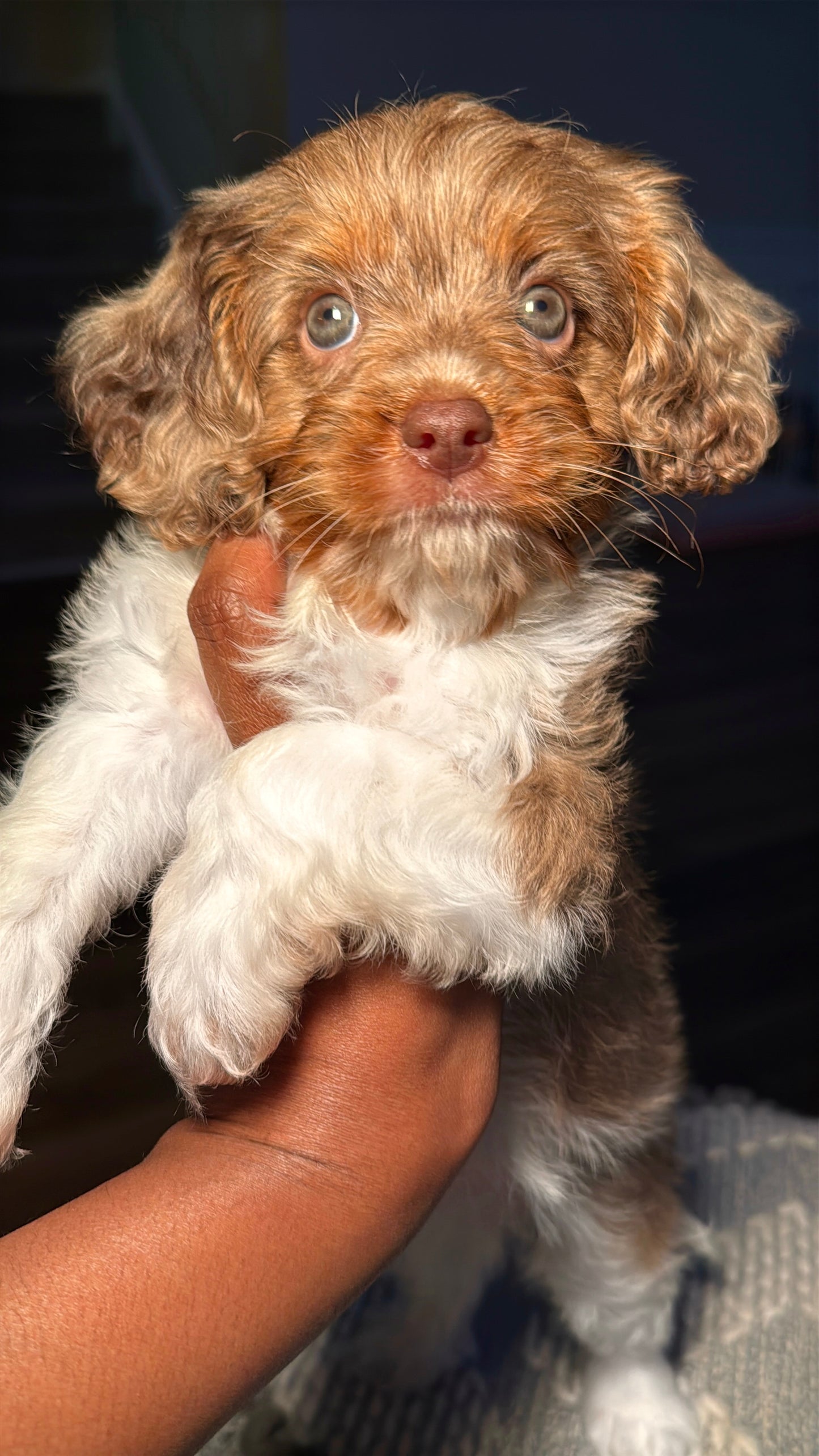 Knox(Cavapoo)