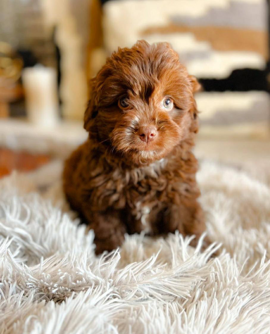 Channie (Mini Aussiedoodle)