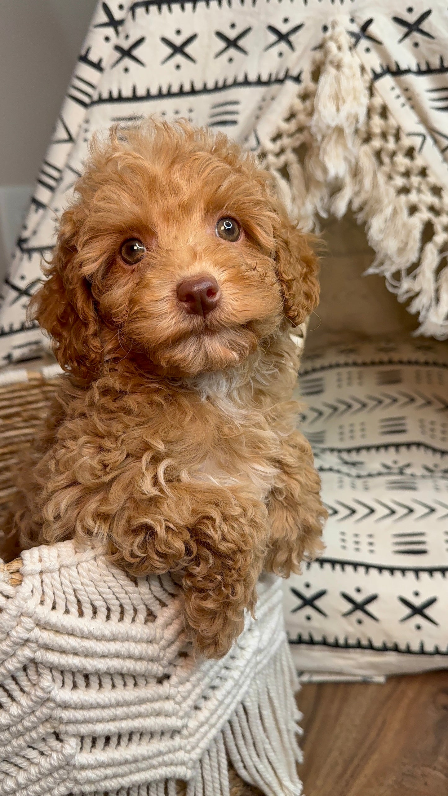 Bryson (AKC. Reg Toy Poodle)