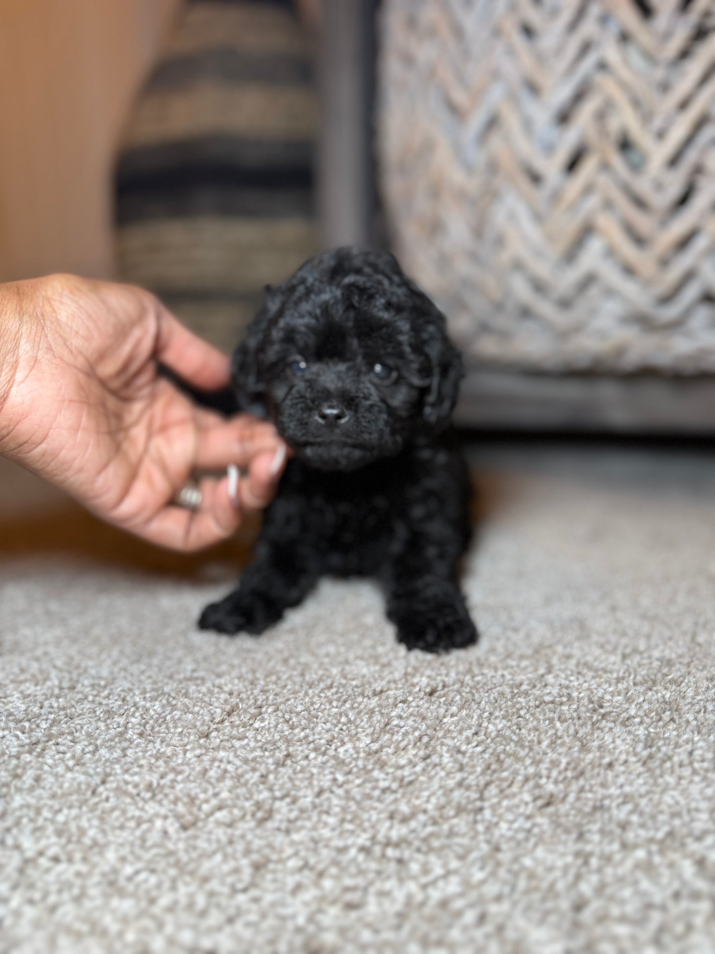Sullivan (Yorkiepoo)