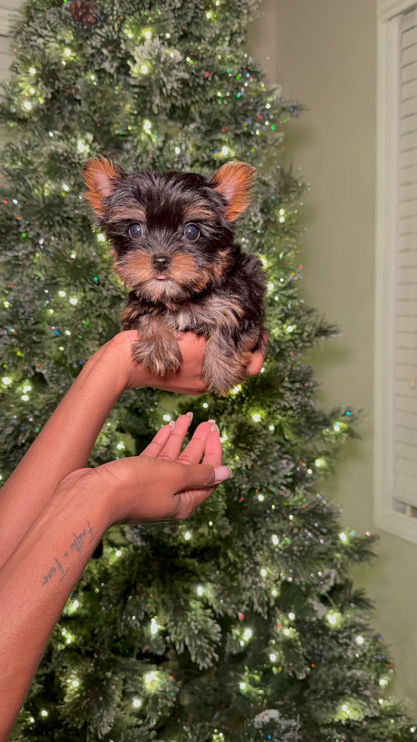 Mia(Teacup Yorkshire Terrier)