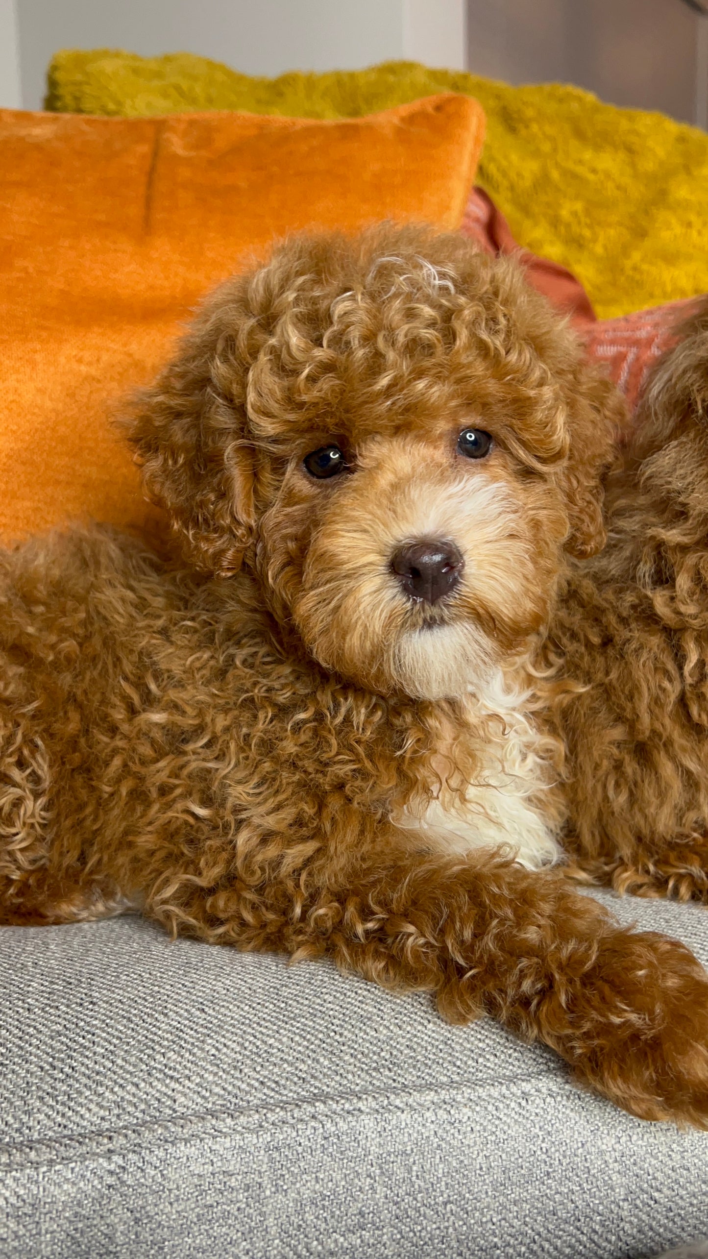 Rafi (Mini Poodle)