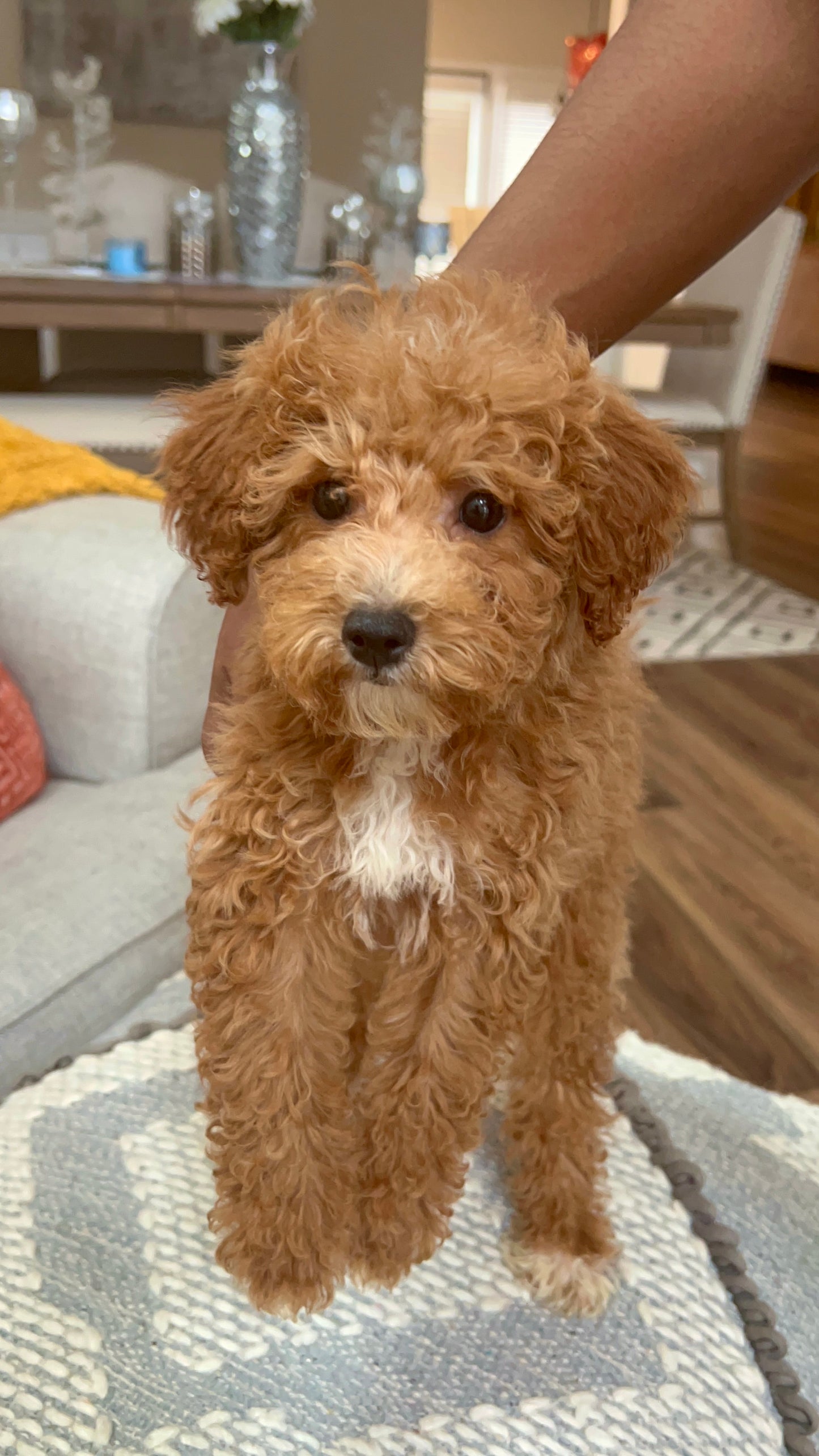 Whitley (Mini Poodle)