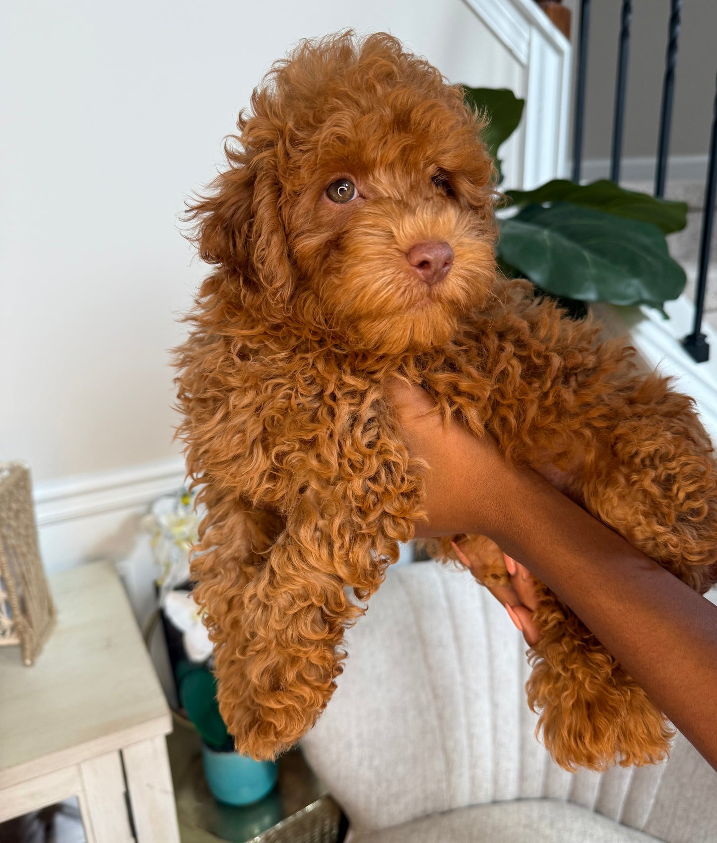 Lue (Maltipoo)