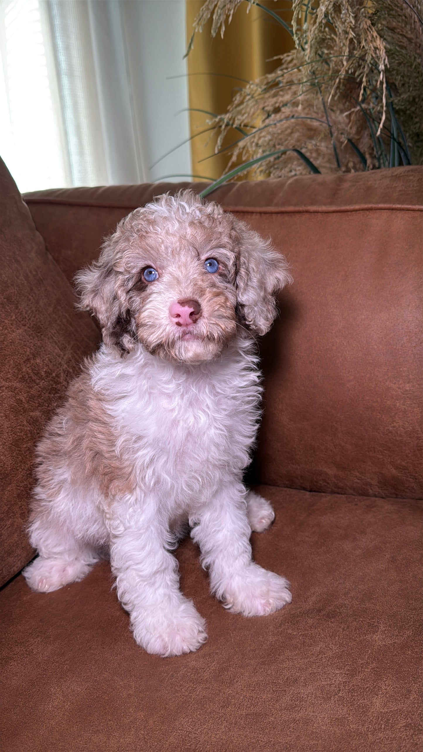 Ocean (Female Mini Poodle)