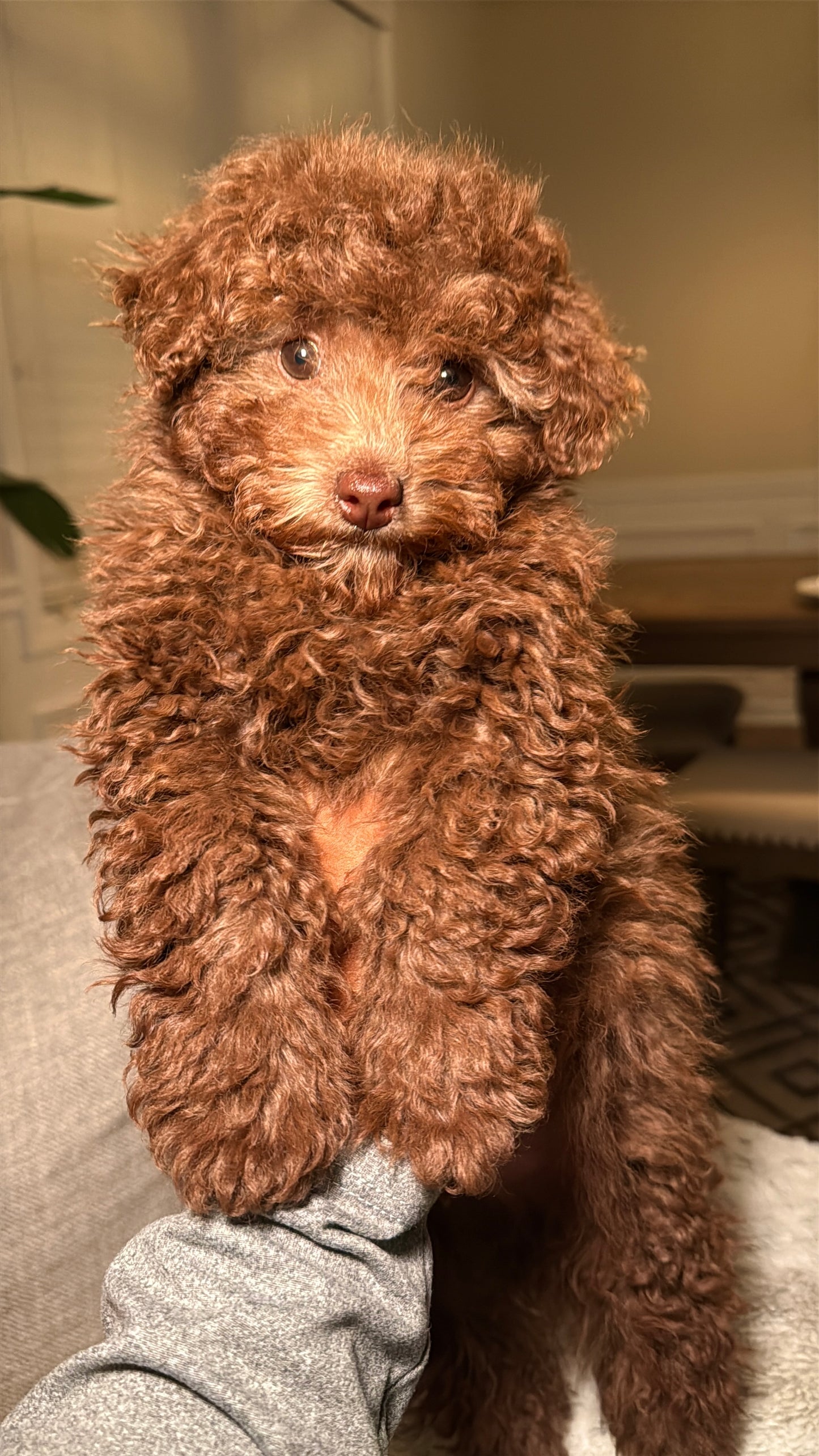 Chino (Mini Poodle)
