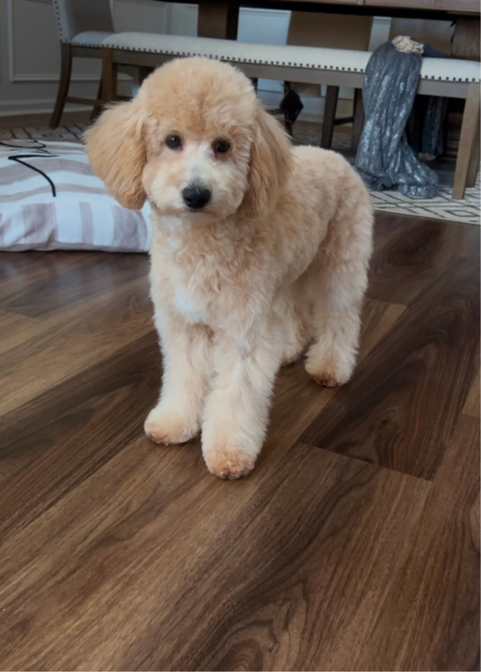 Butter (Poochon)