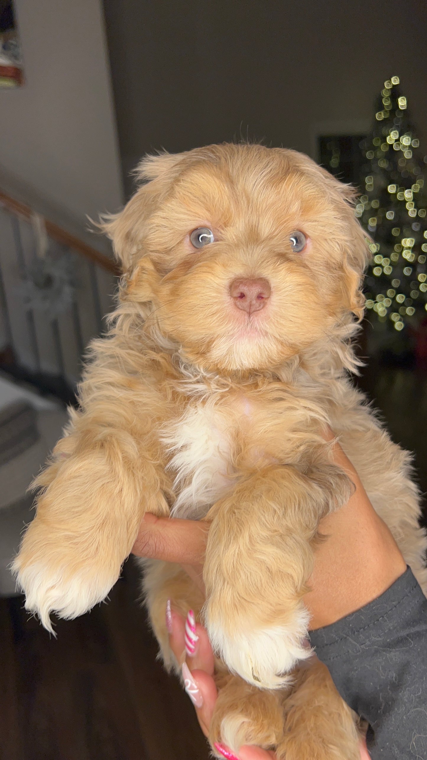Butterscotch (Maltipoo)