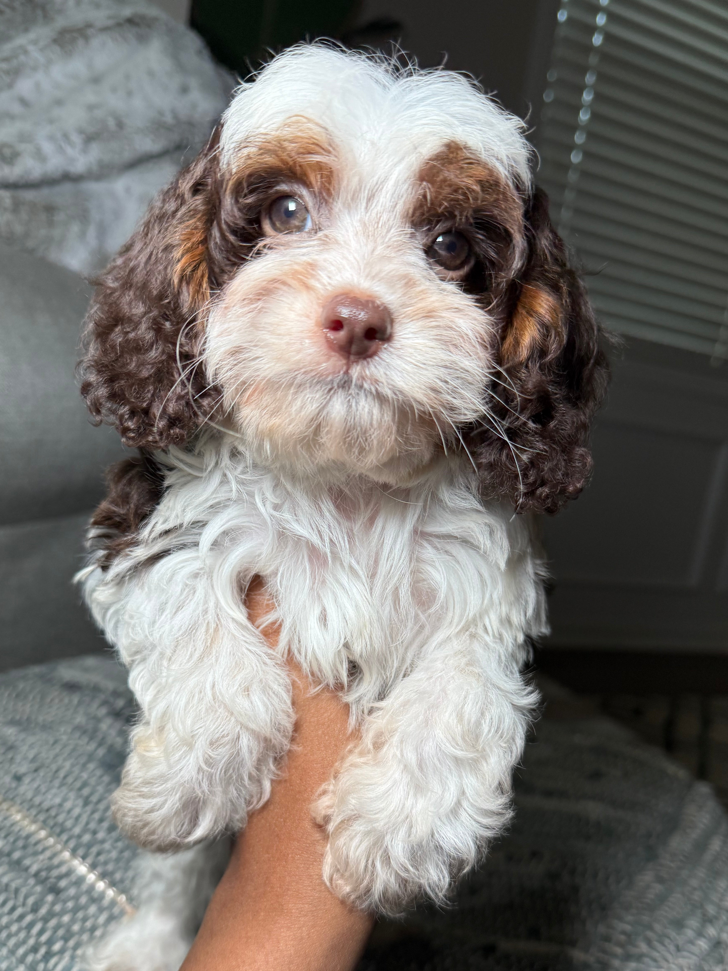 Bailey (Cavapoo)