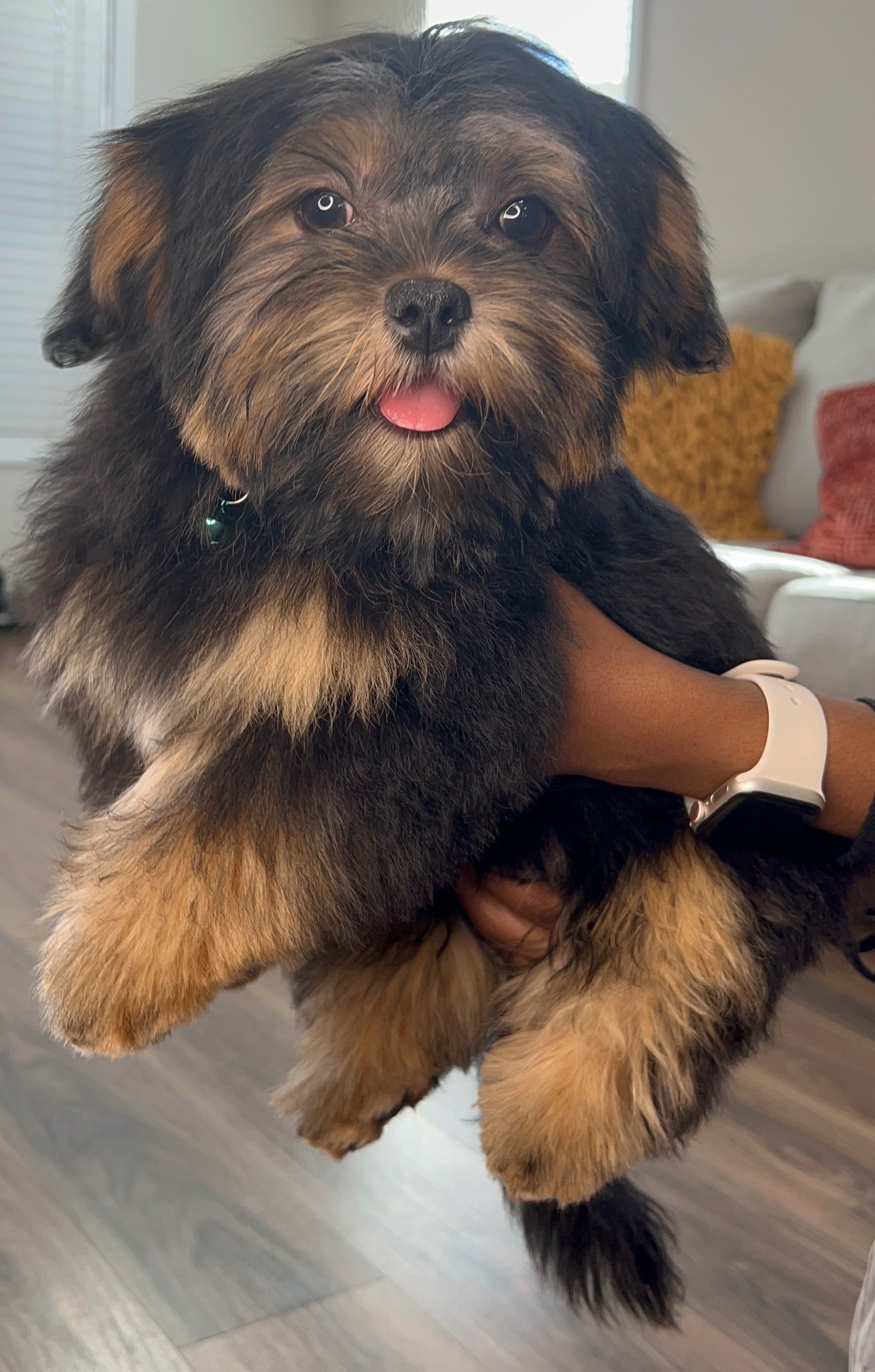 Rocco (Morkie)