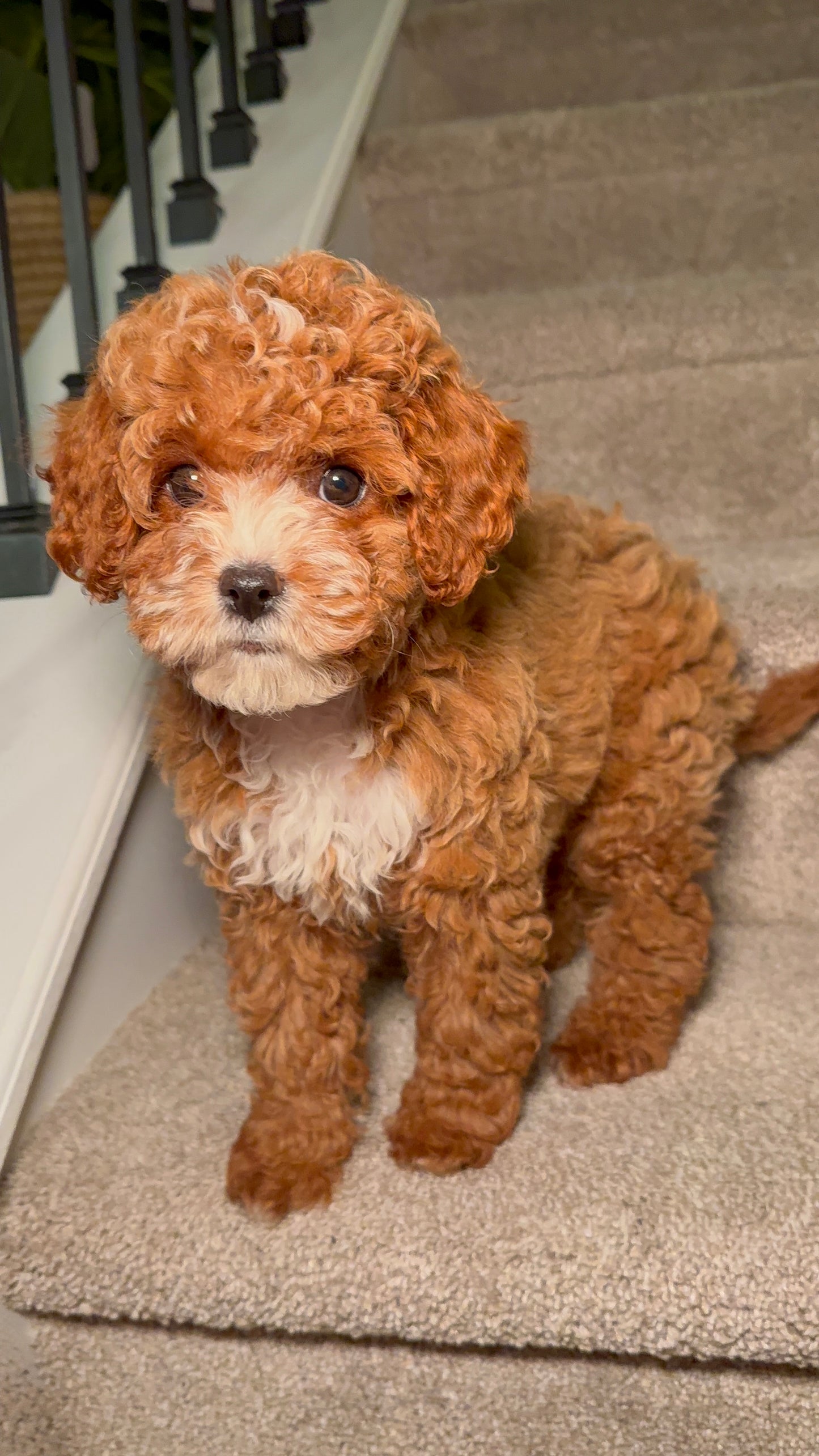 FiFi(Cavapoo)