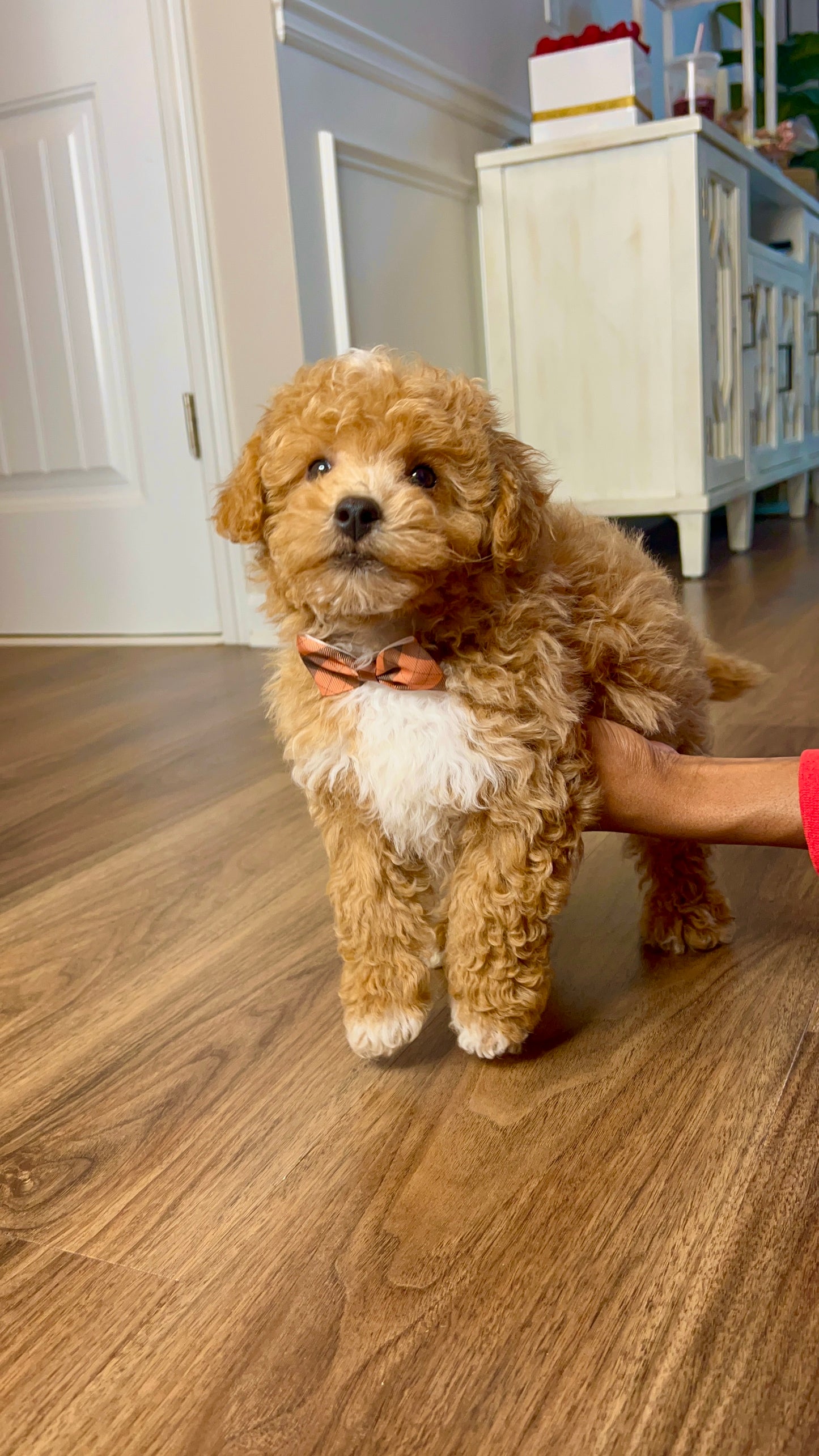 Biscuit (Poochon)