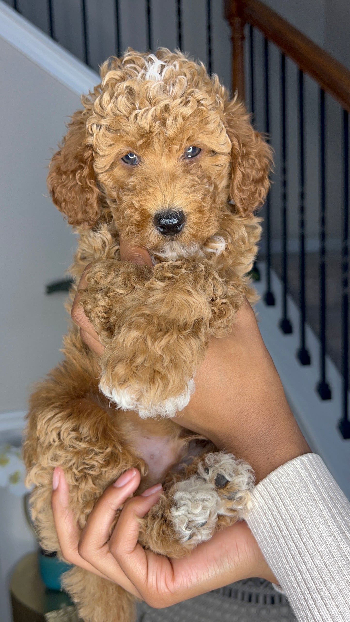 Bishop(AKC Mini Poodle)