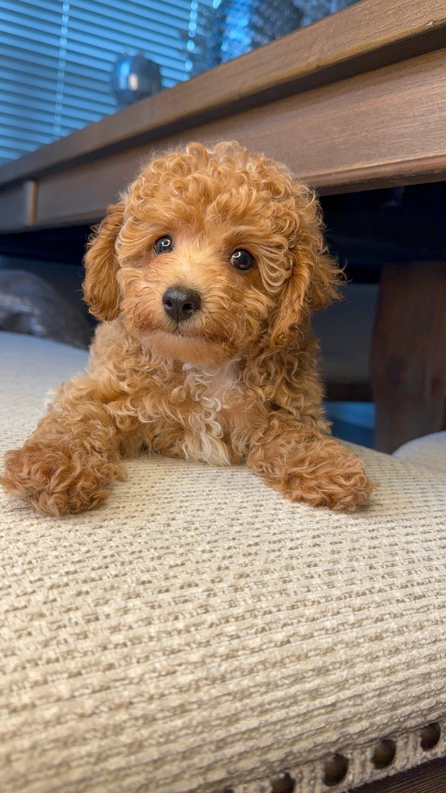 Silas (Toy Maltipoo)