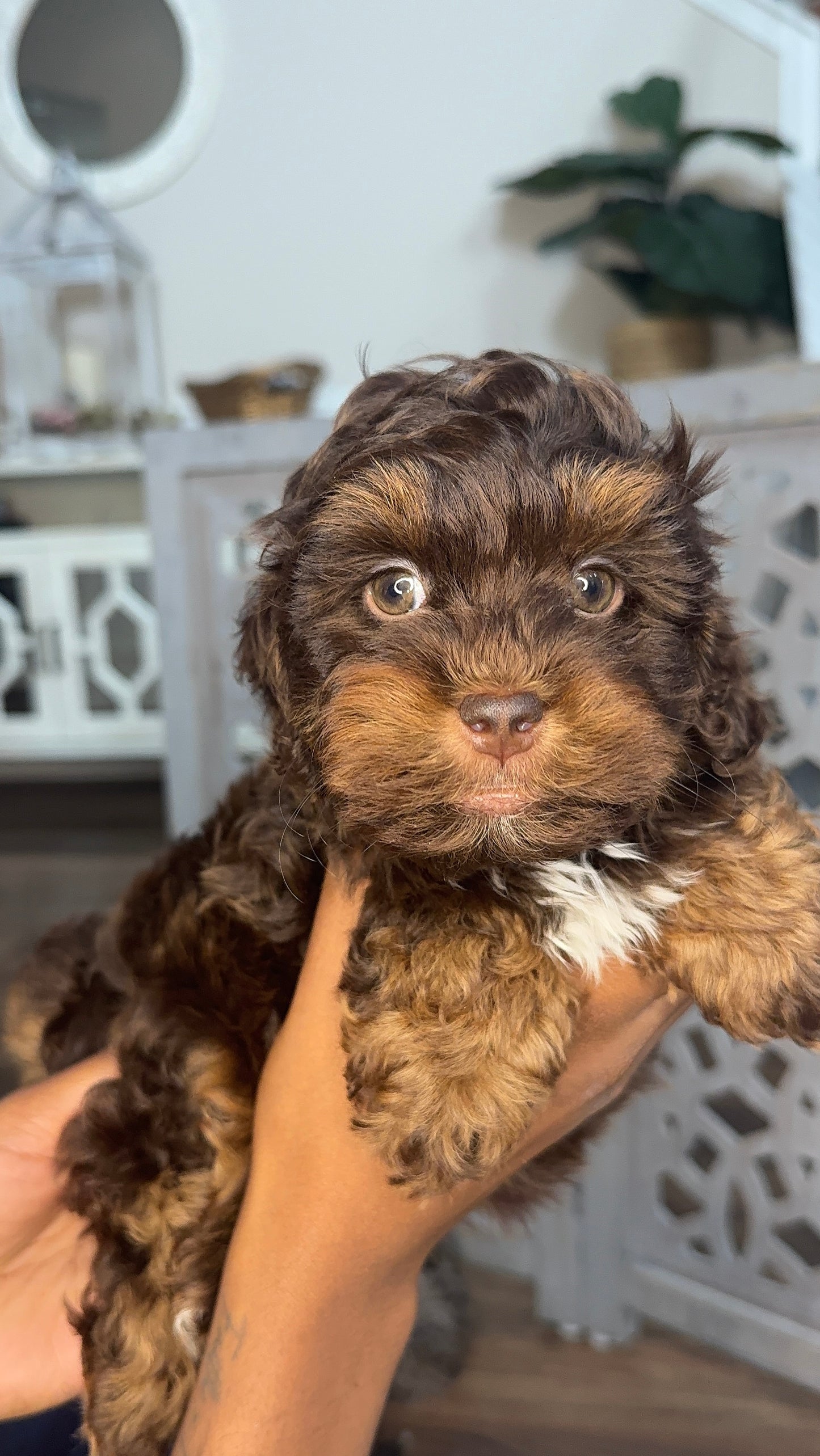 Twix (Shihpoo)
