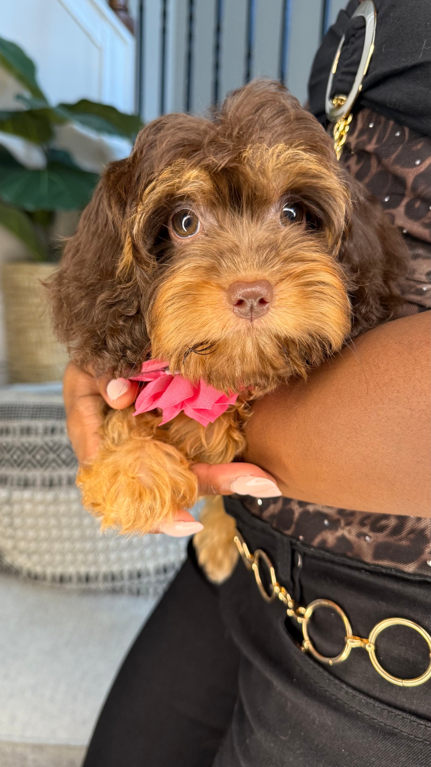 Mocha(Cavapoo)