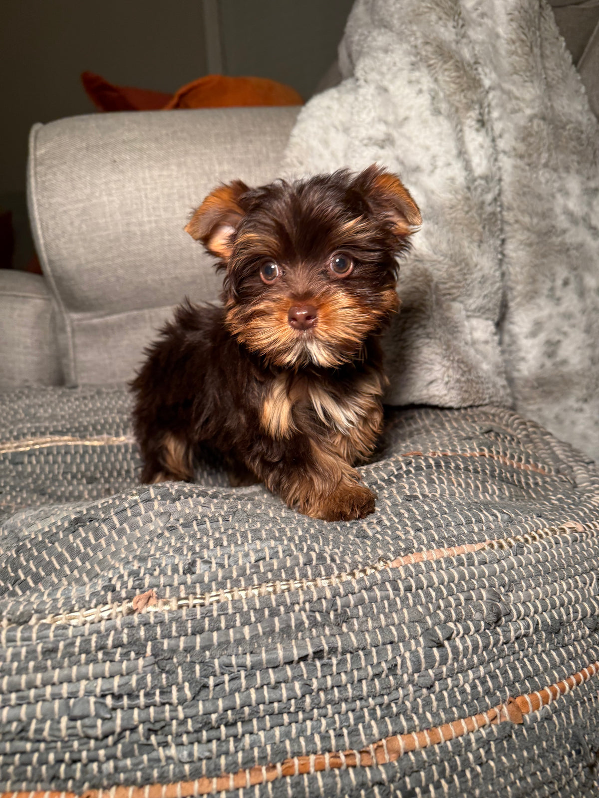 Wesley (Yorkshire Terrier)