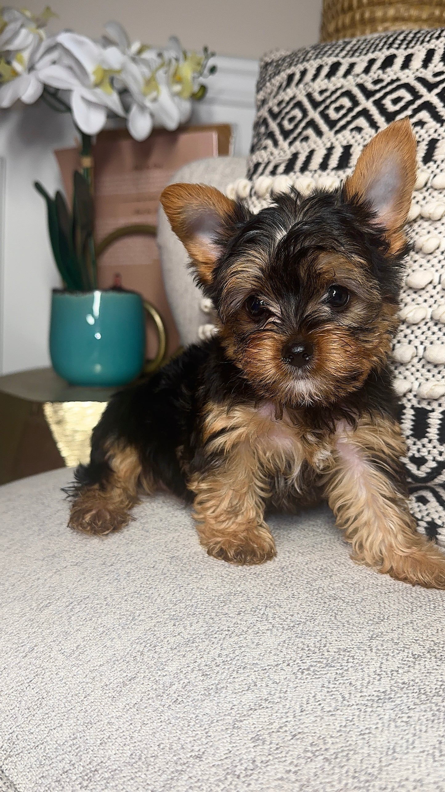 Dru (Yorkshire Terrier)