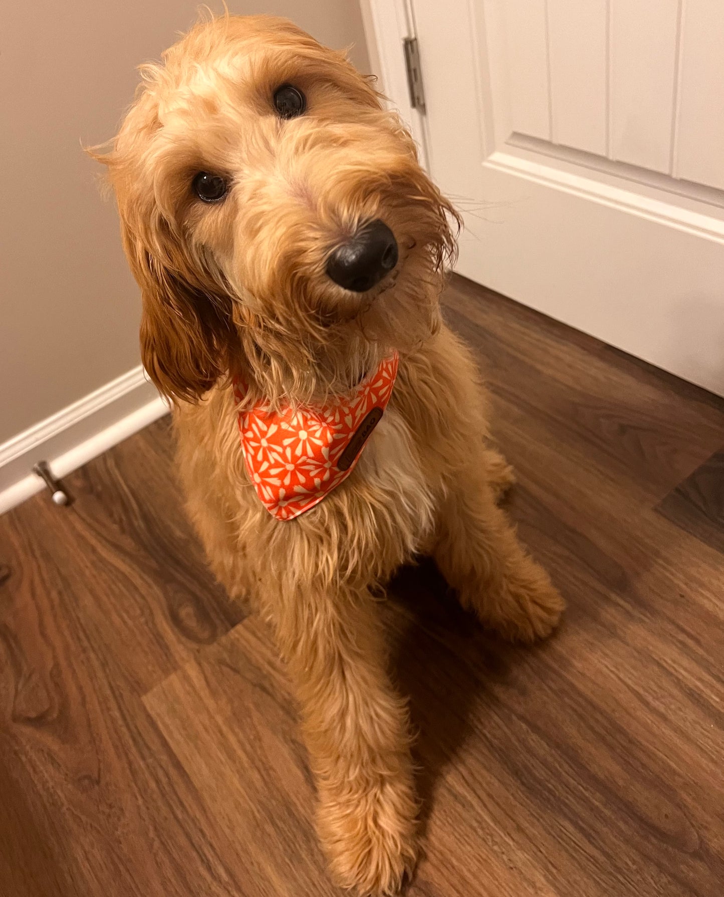Sky (Goldendoodle)