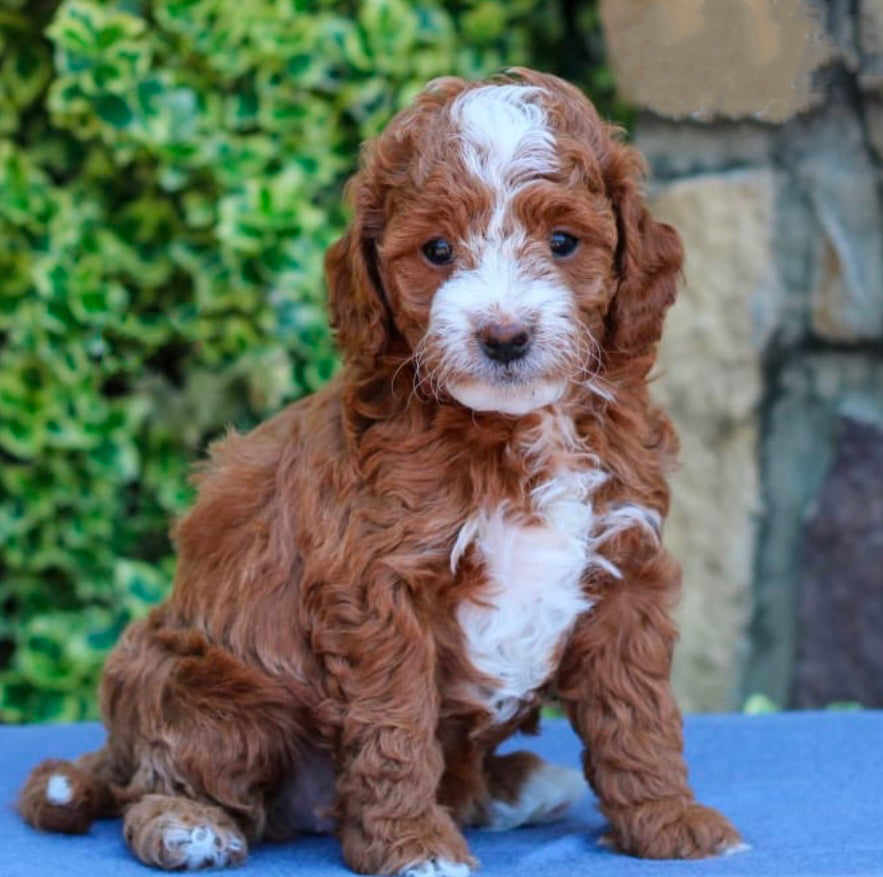 Genesis (Cavapoo)