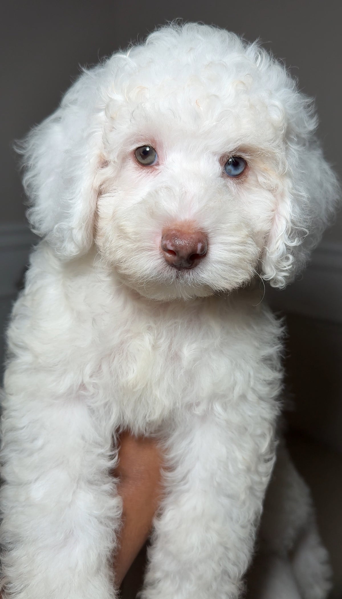 Glacier (Male Mini Poodle)