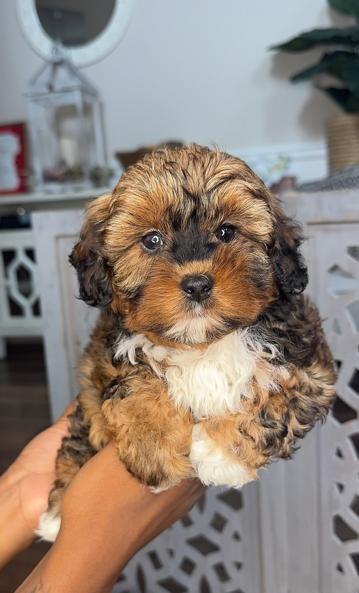 Twixie (Shihpoo)