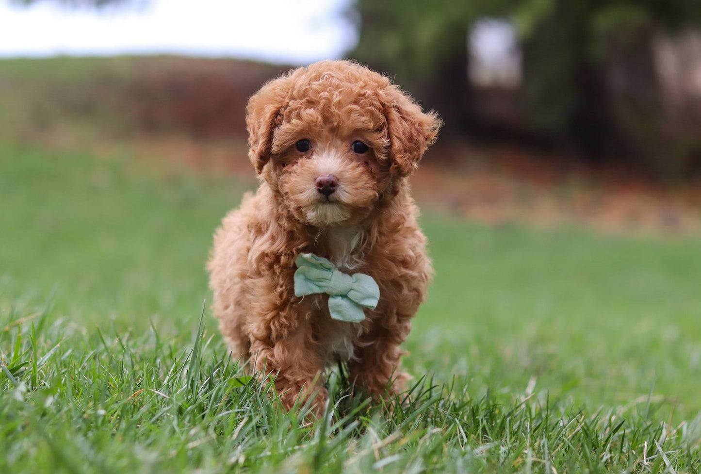 Teddy (Mini Poodle)