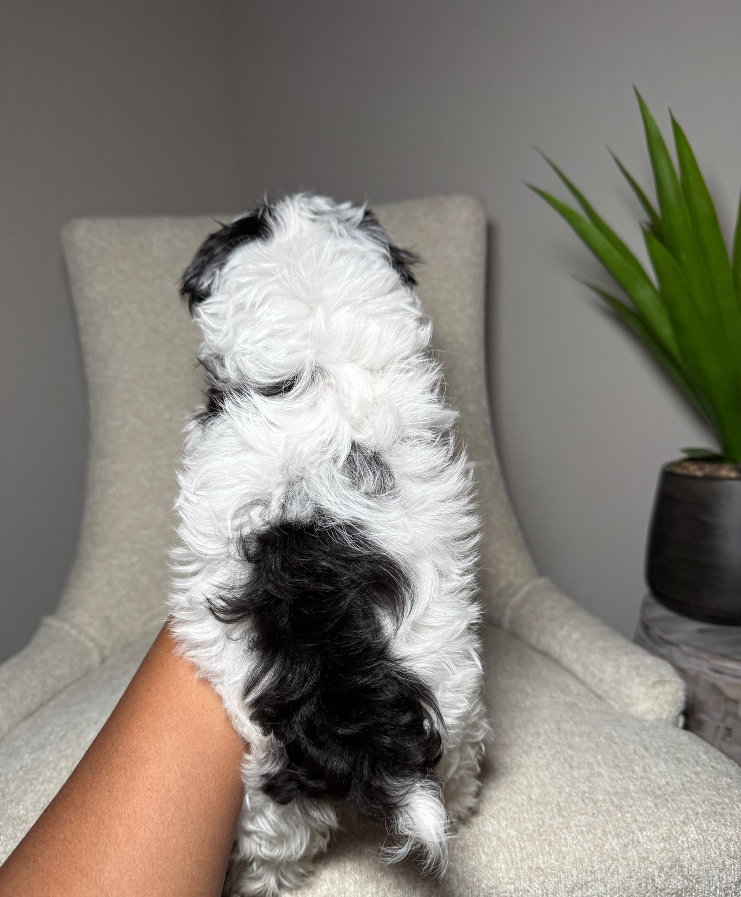 Pepper (Toy Yorkiepoo)