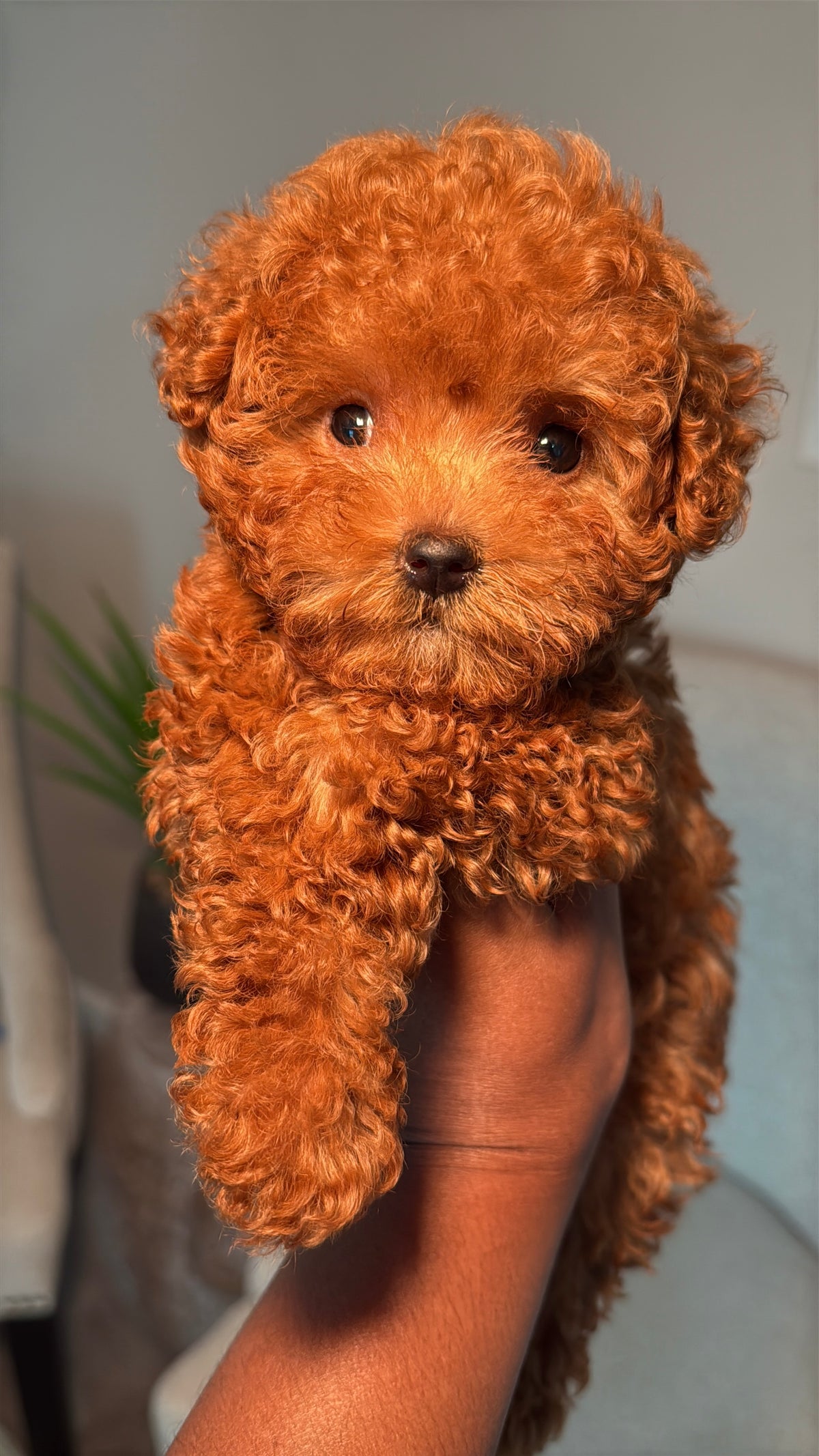 Kobi (Teacup Maltipoo)