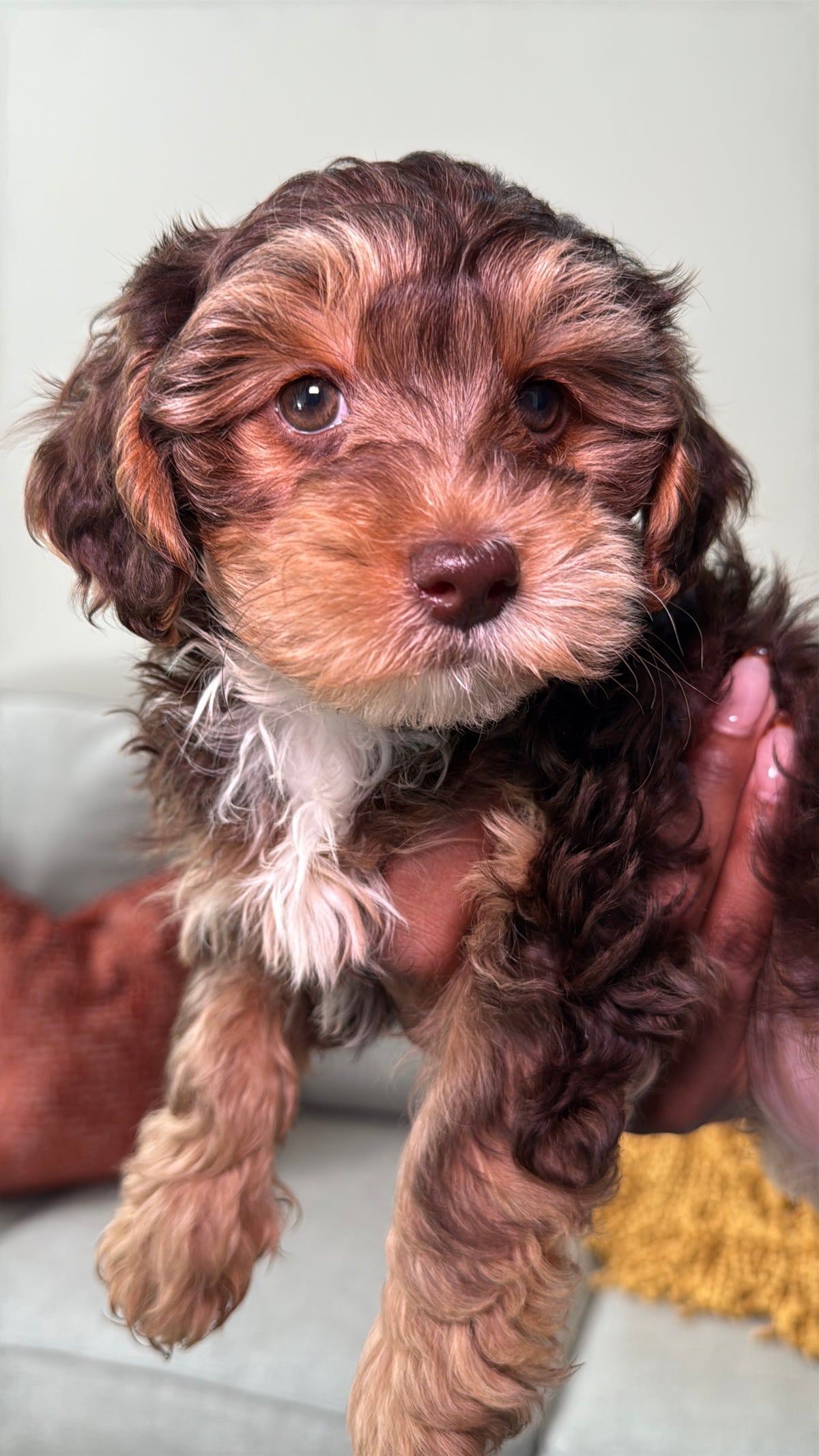 Truffle (Female Yorkie-Poo)