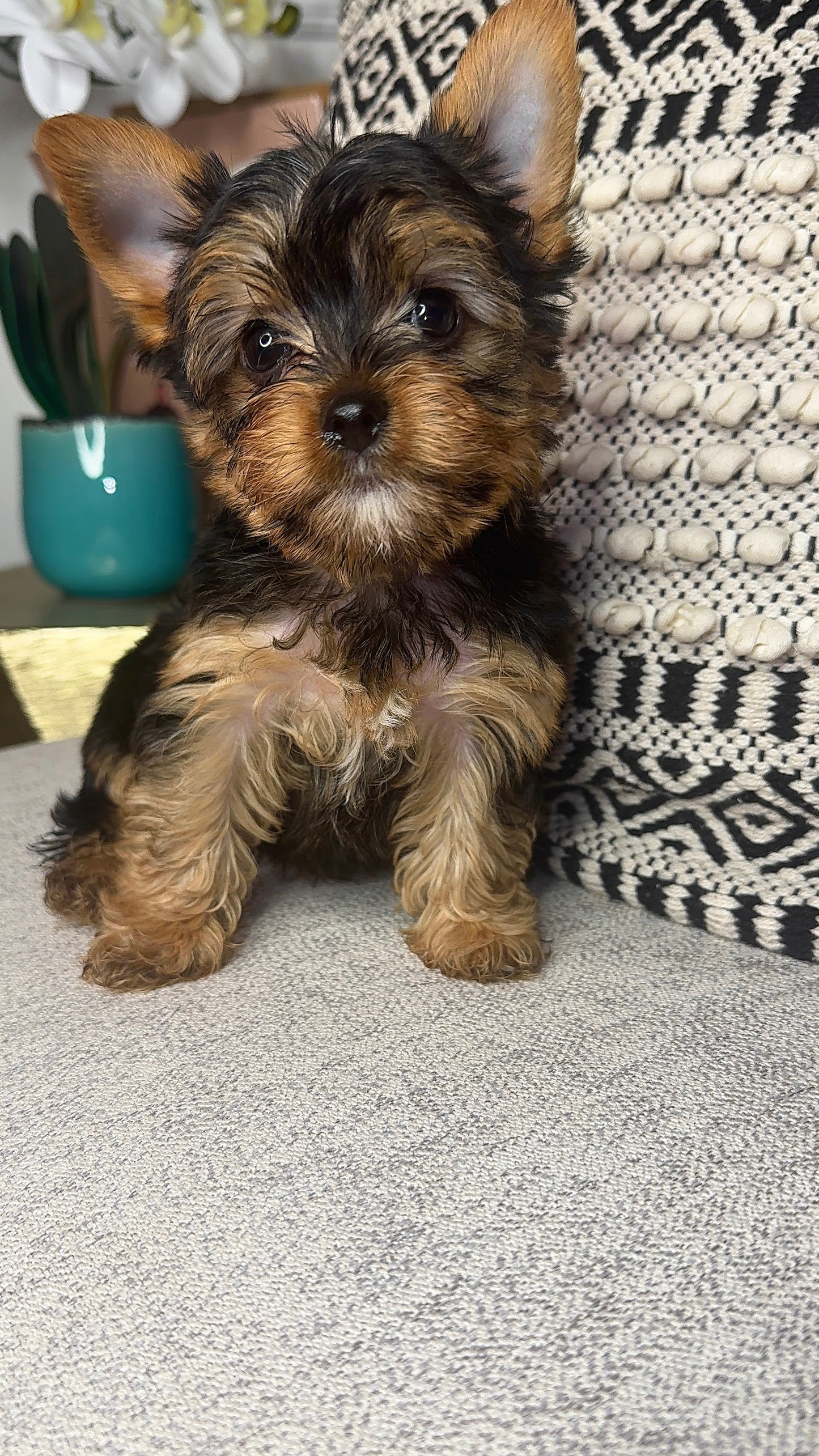 Dru (Yorkshire Terrier)