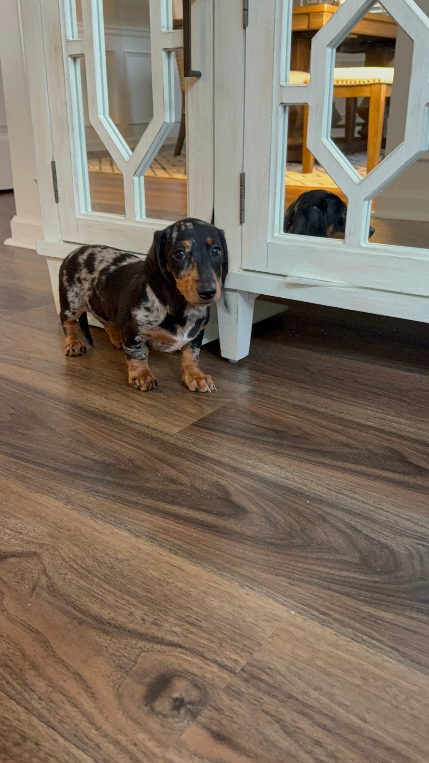 Raine (Mini Dachshund)