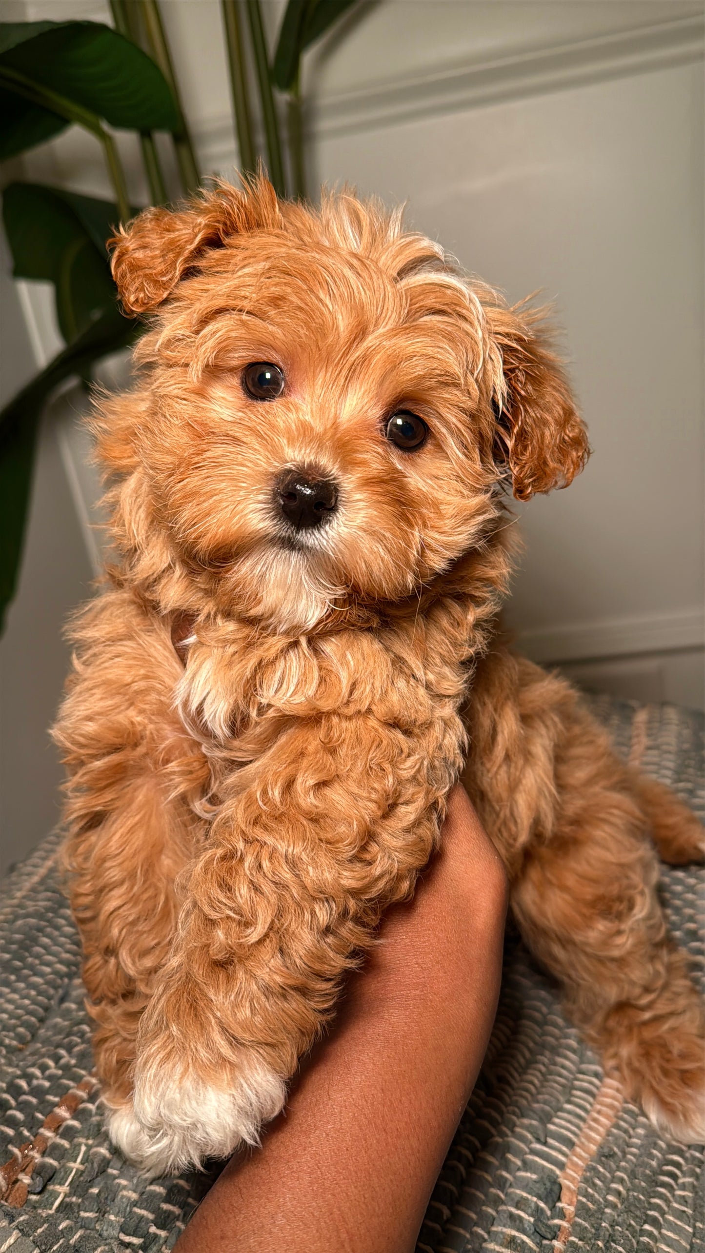 Gwynn (Maltipoo)